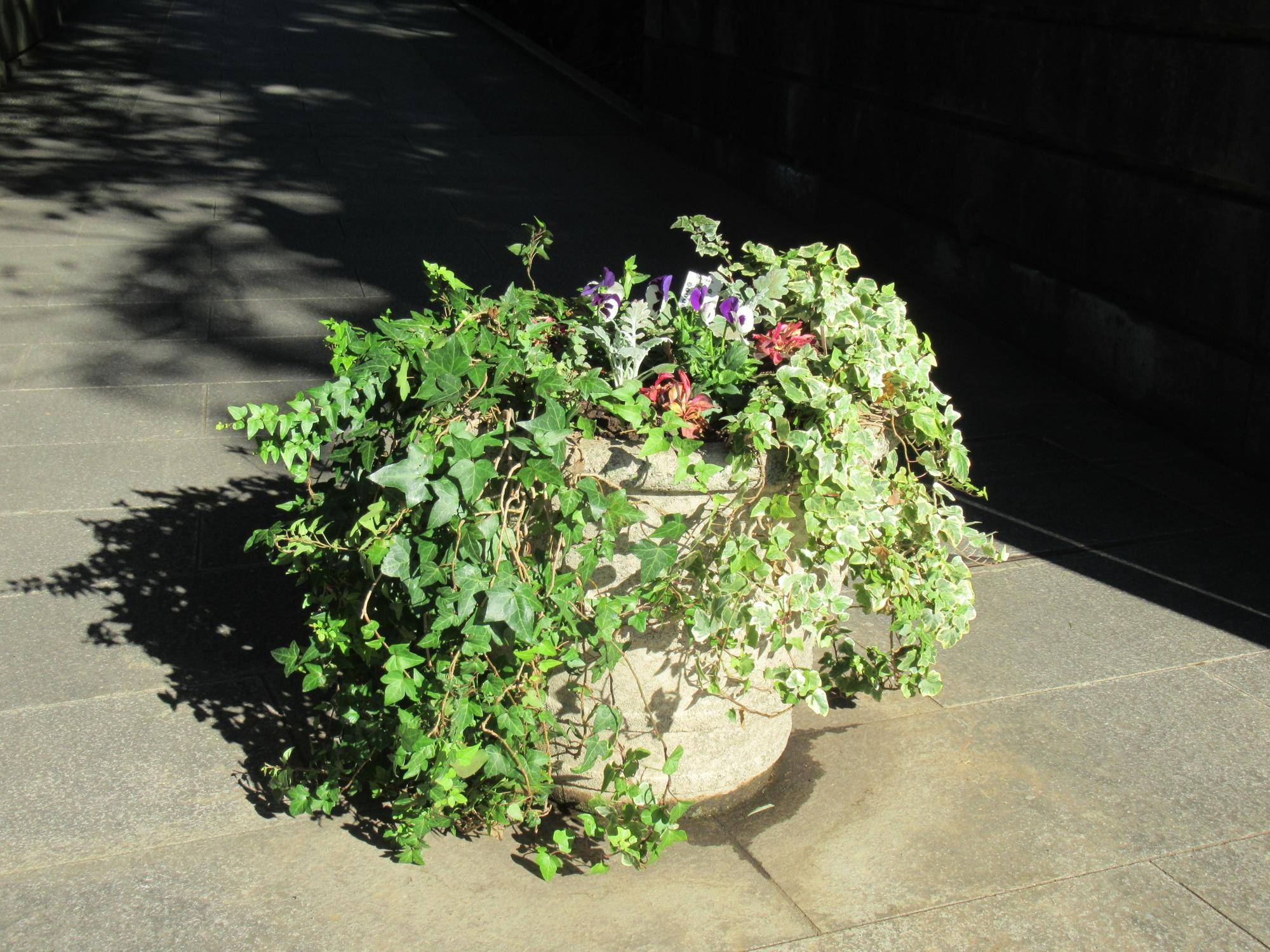 1124【ベーリック】花苗植替え 正門.JPG