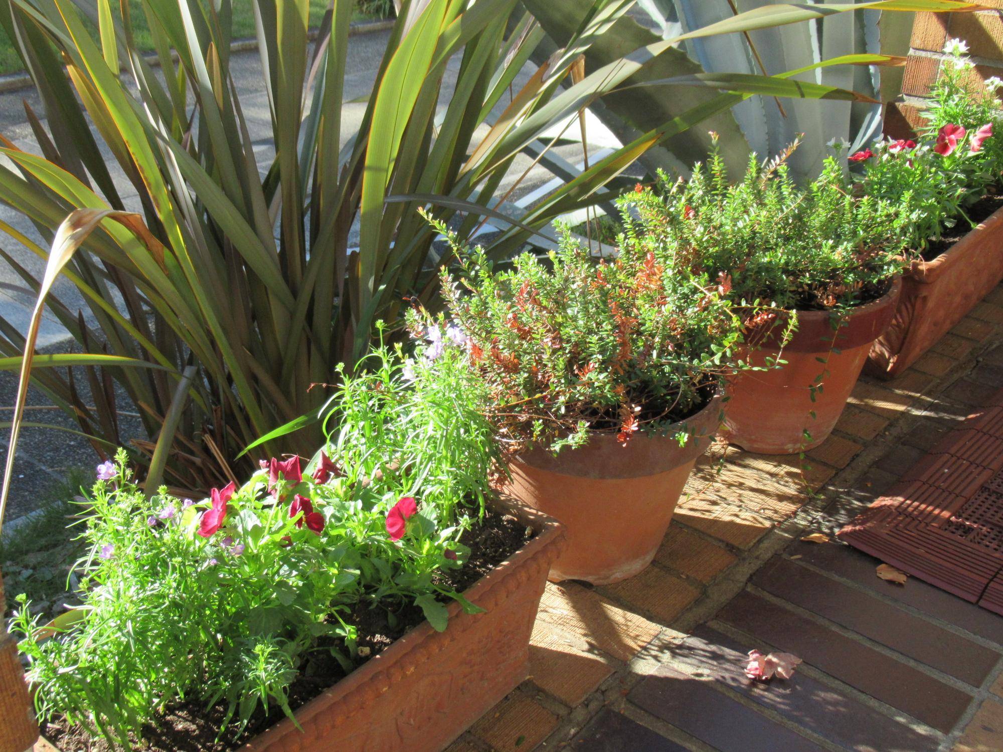 1124【ベーリック】花苗植替え 玄関ポーチ (2).JPG