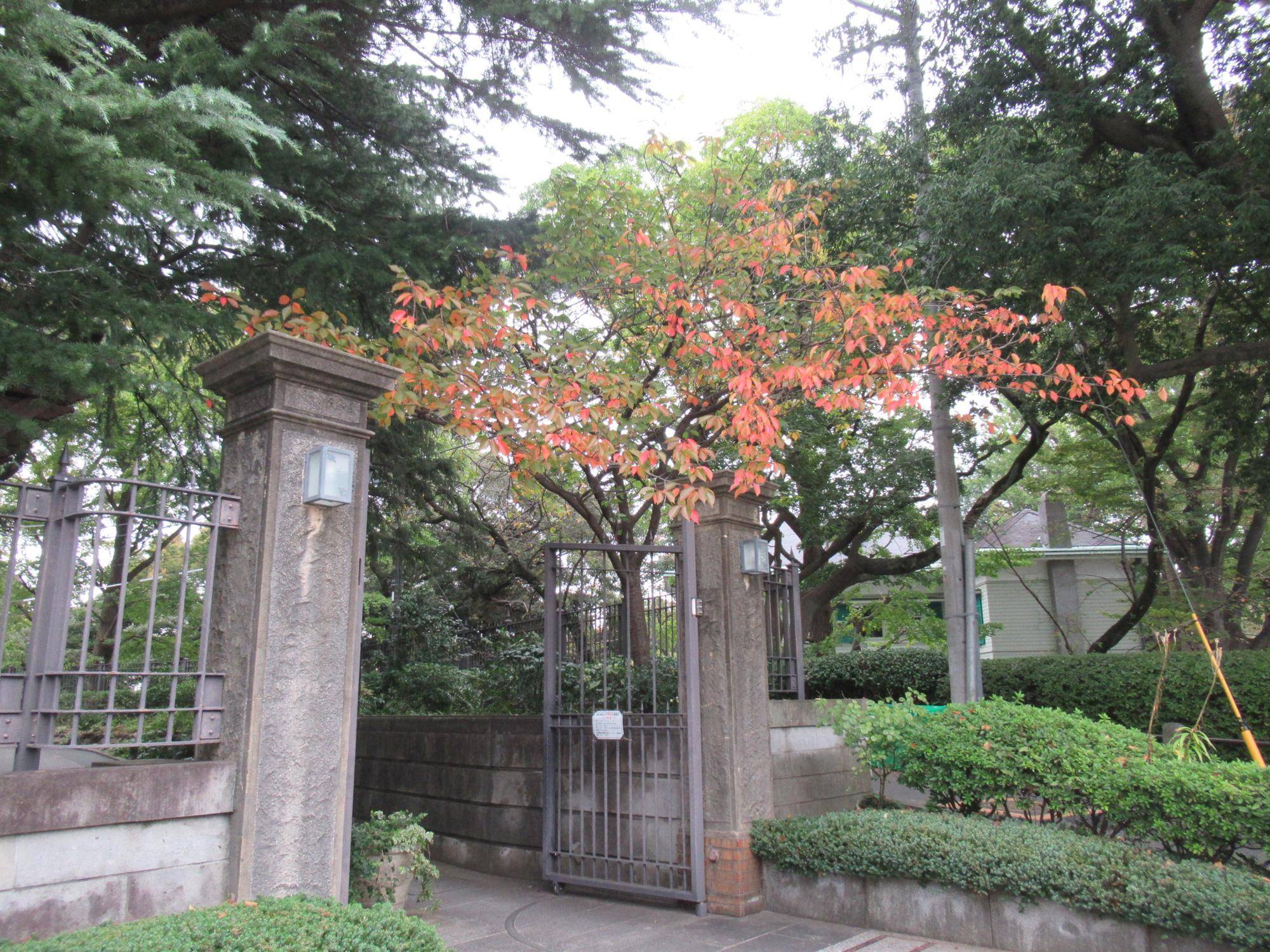 1114【ベーリック】 八重ザクラの紅葉.JPG