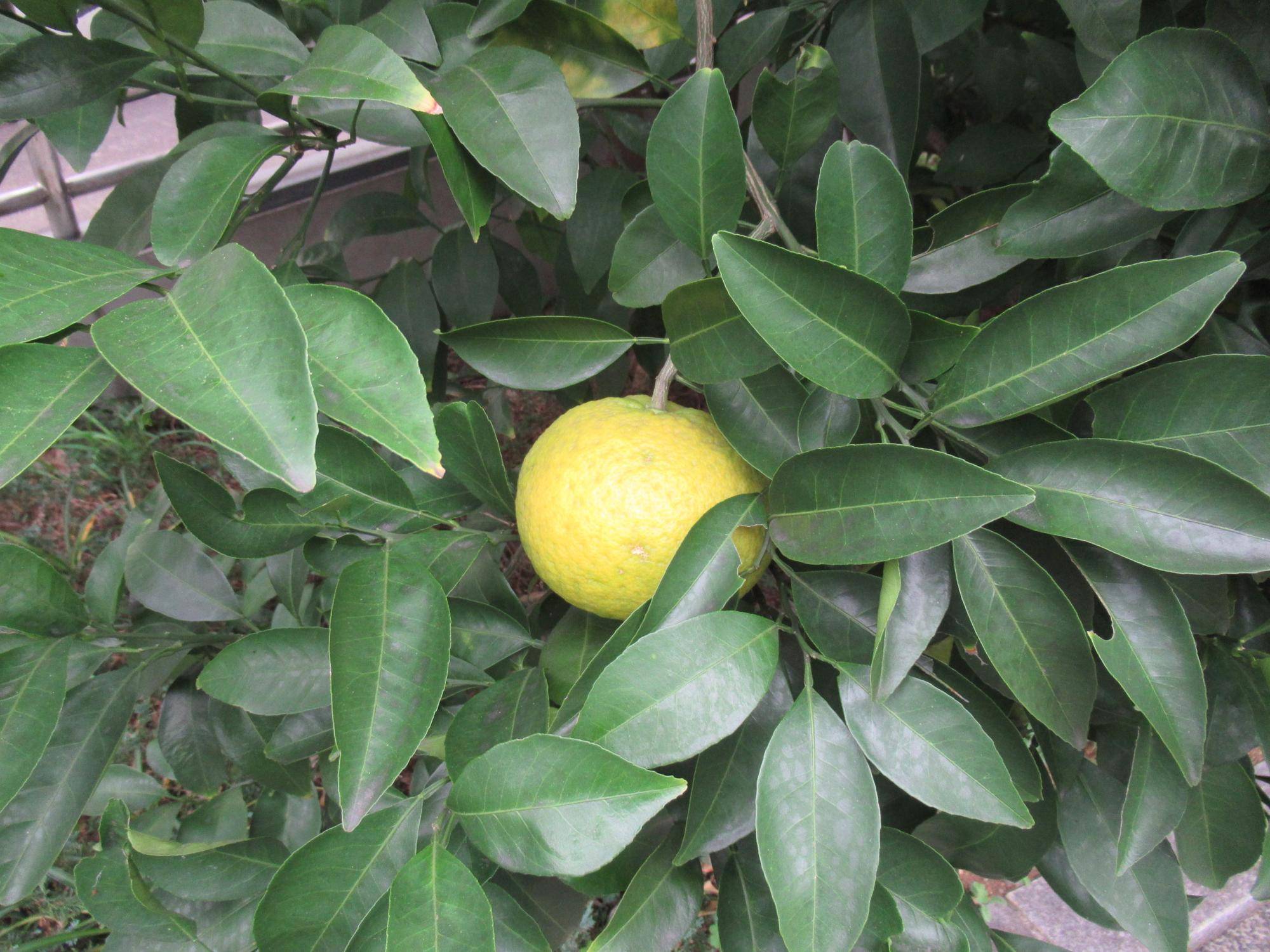 1114【ベーリック】 夏みかん.JPG