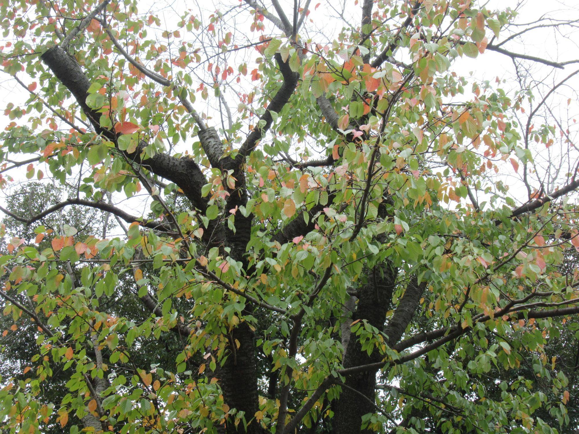 1114【ベーリック】 オオシマザクラ.JPG