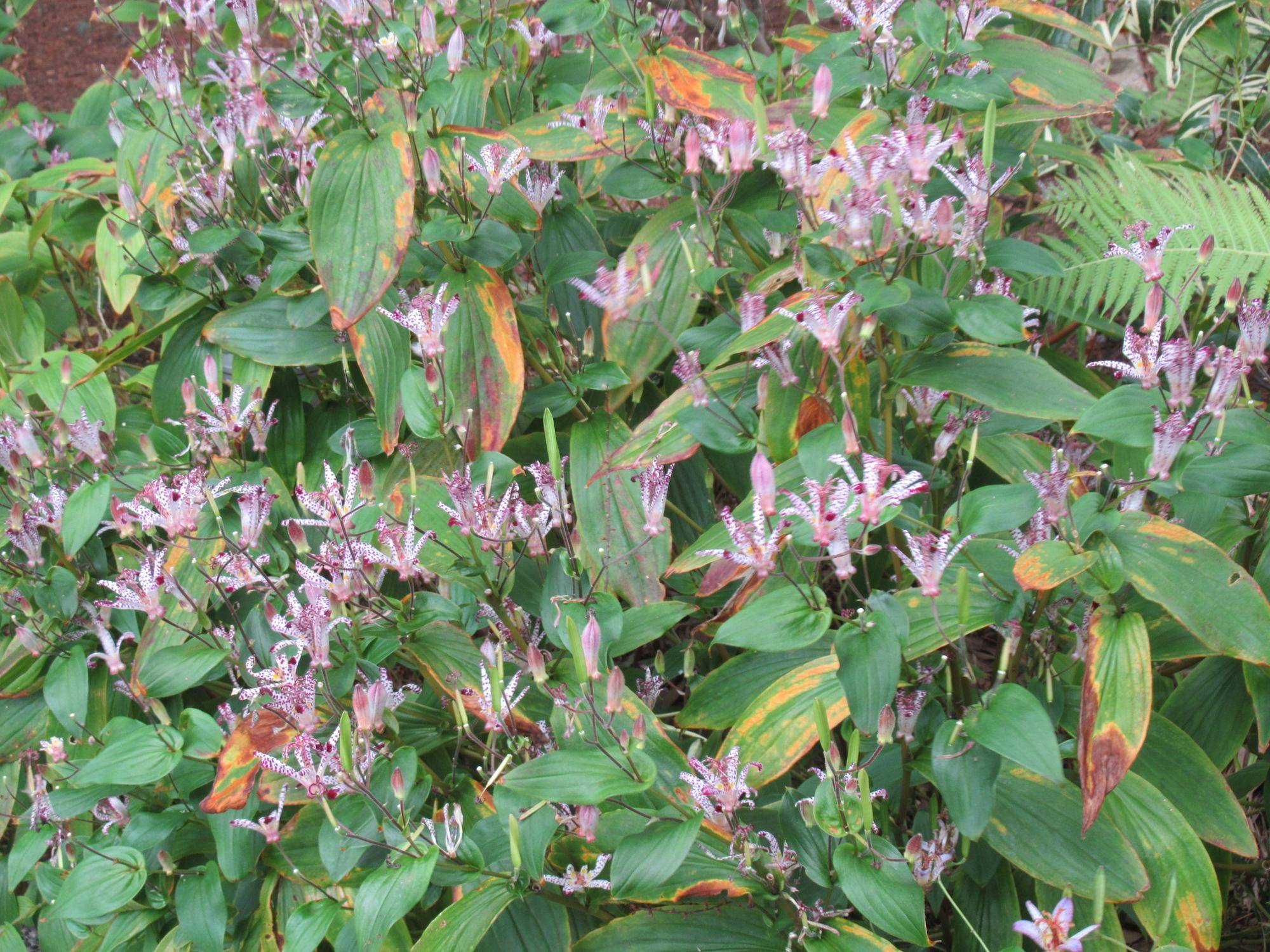 1114【ベーリック】 ホトトギス.JPG