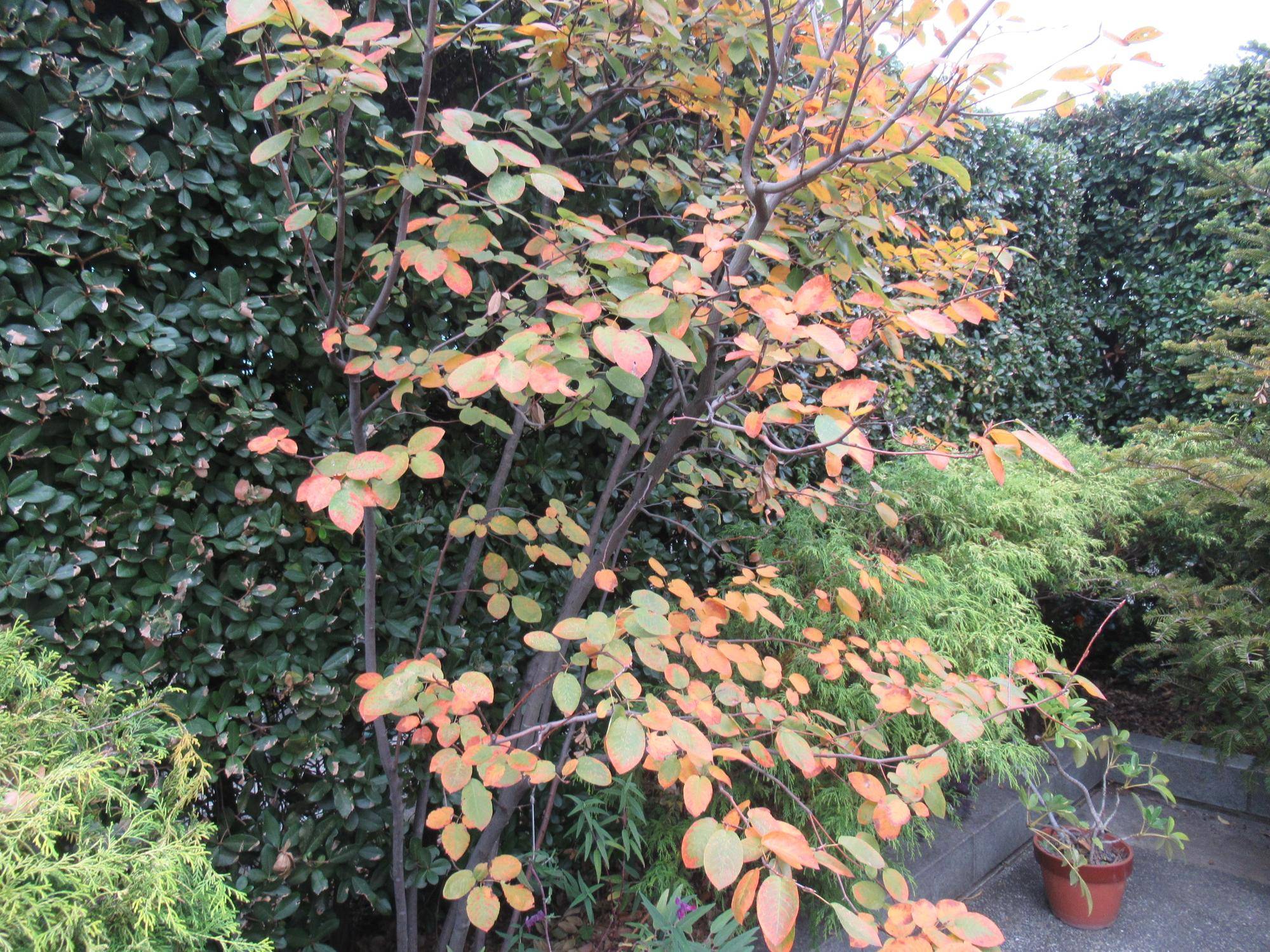 1114【ベーリック】 ジューンベリーの紅葉.JPG