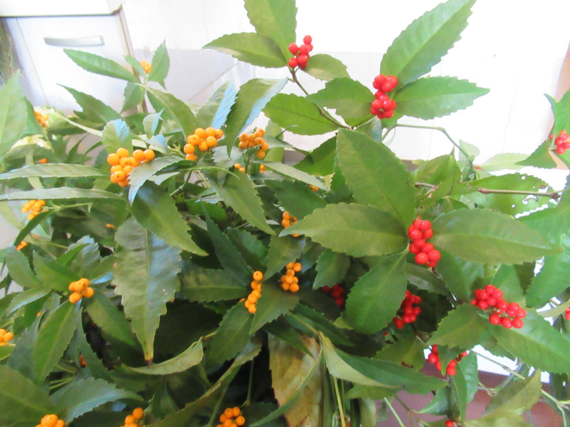 0107【ベーリック】センリョウ (1).JPG