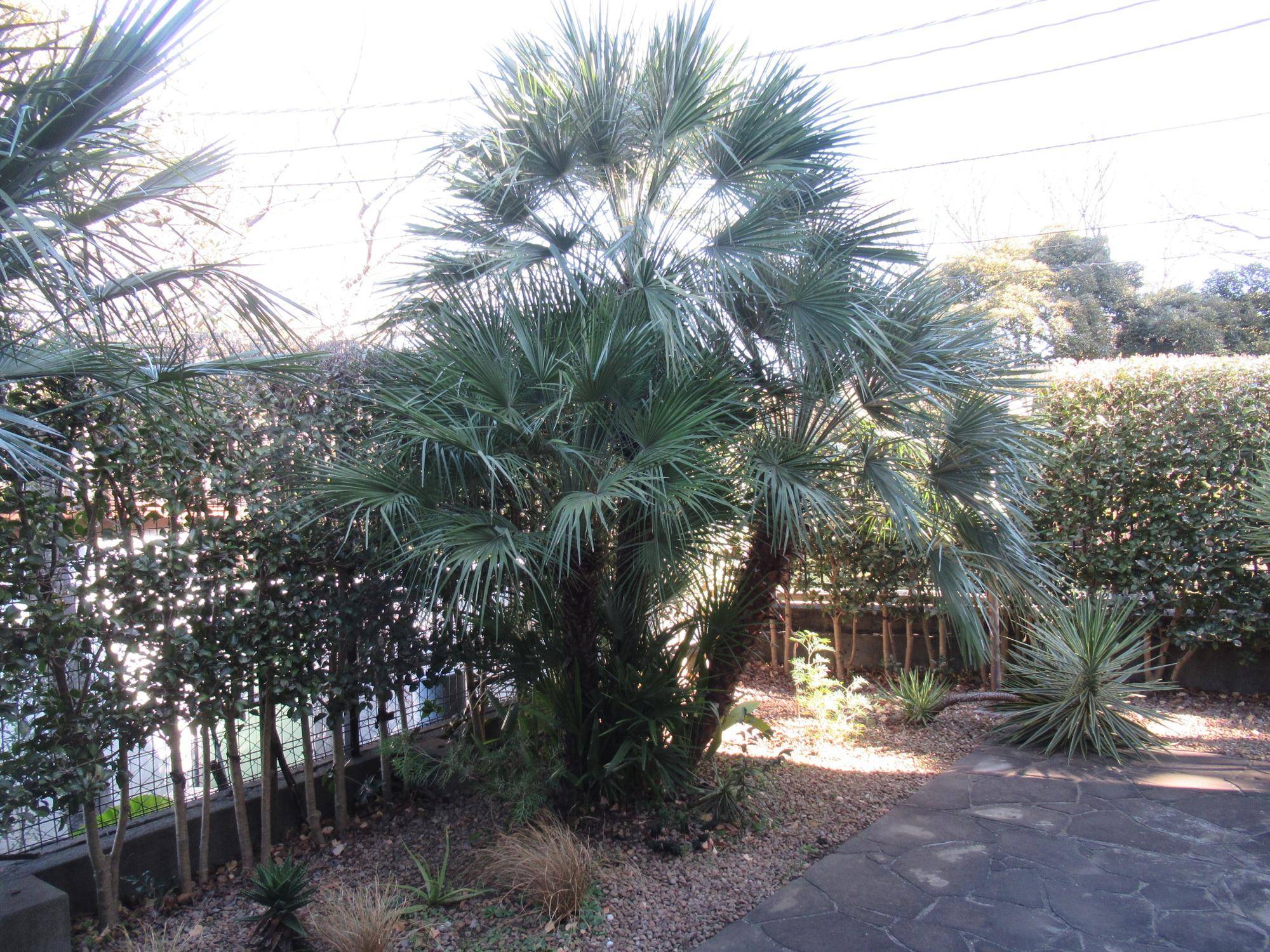 0223【ベーリック】裏庭の様子 (3).JPG