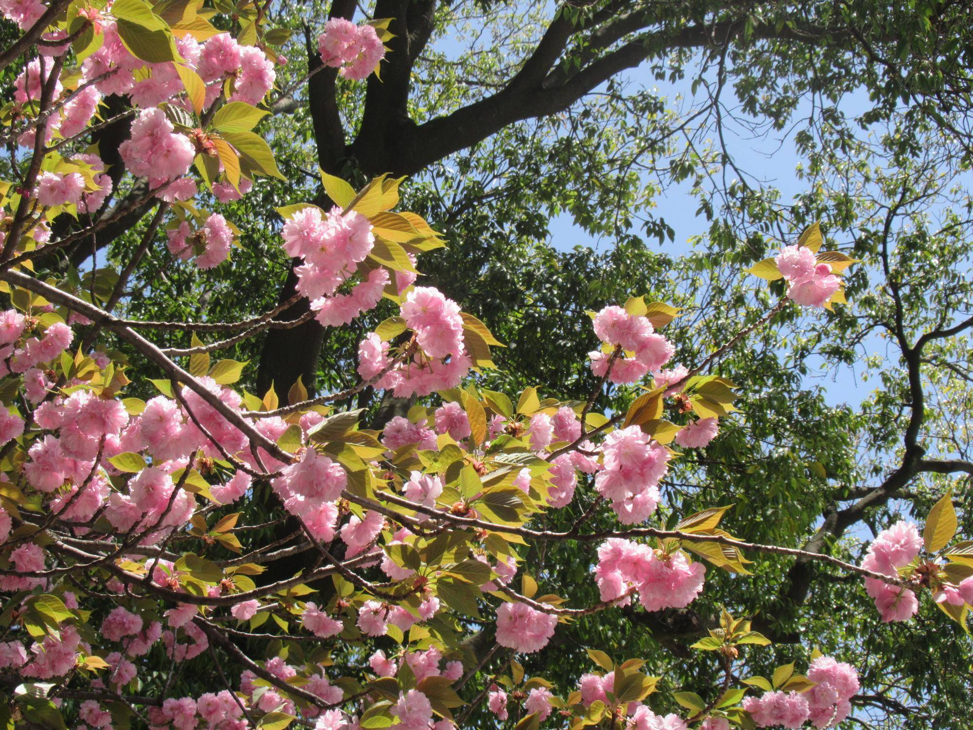 0419 【ベーリック】ヤエザクラ.JPG