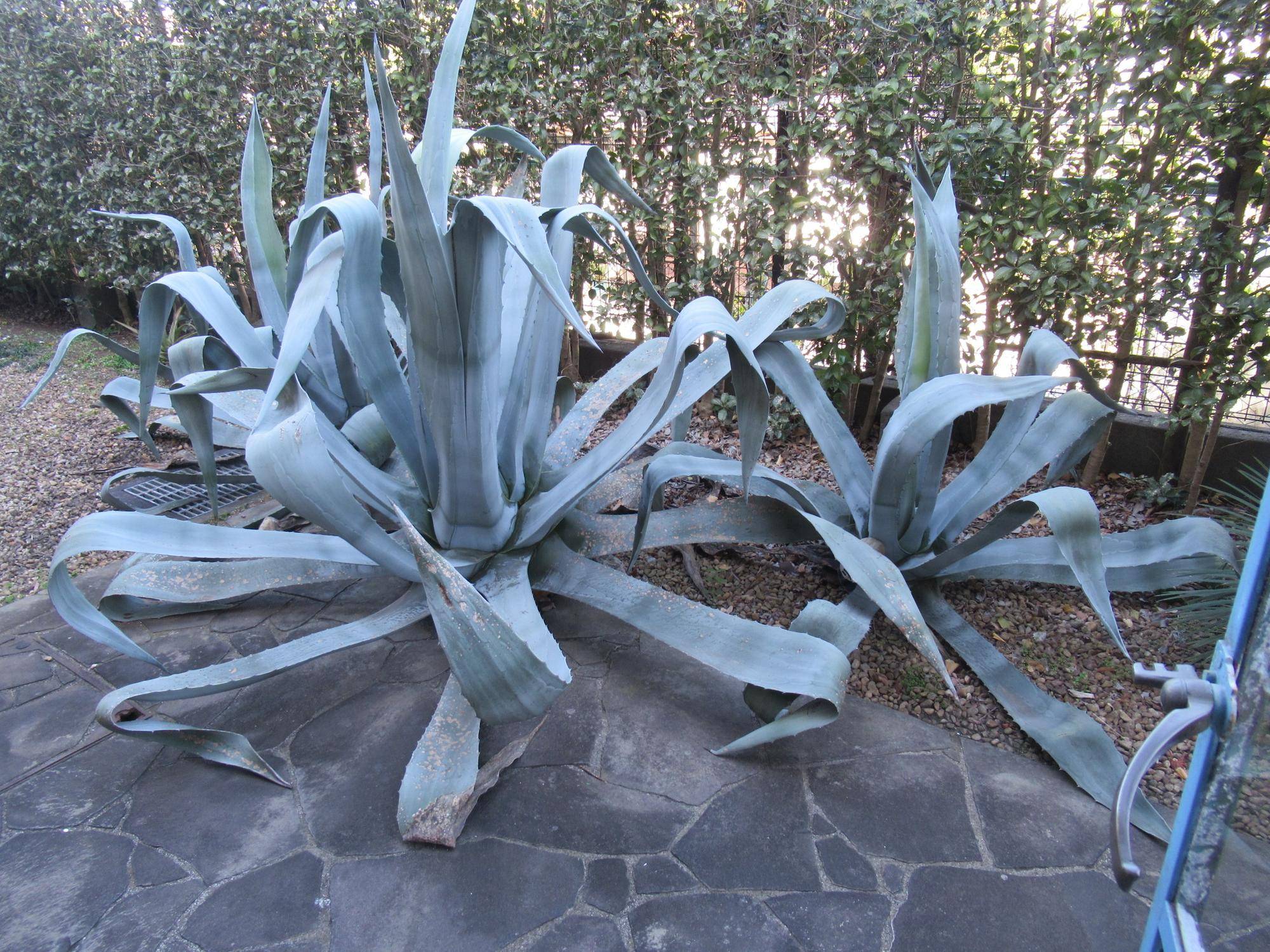 0223【ベーリック】裏庭の様子 (2).JPG