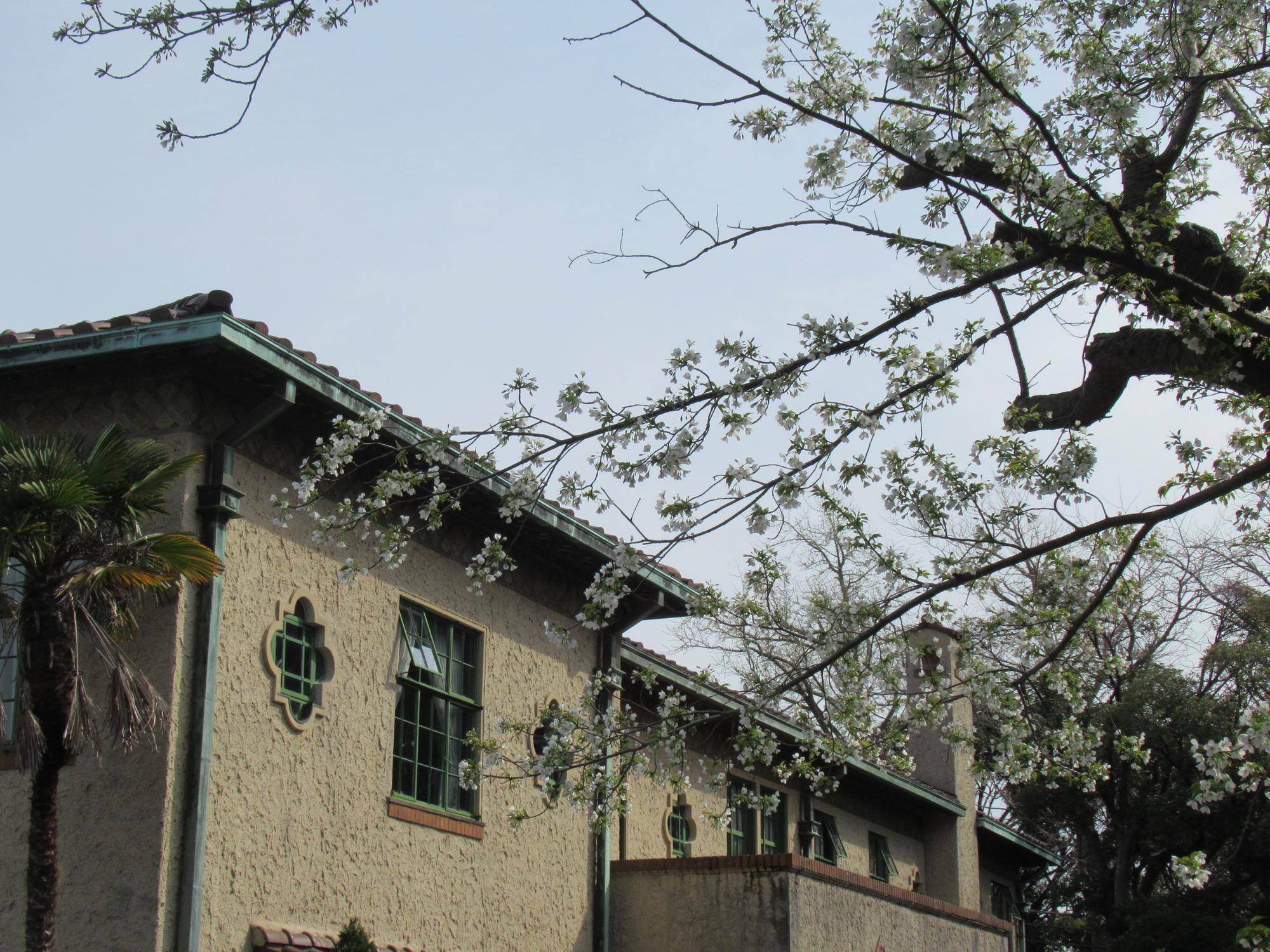 0330【ベーリック】 オオシマザクラ (1).JPG