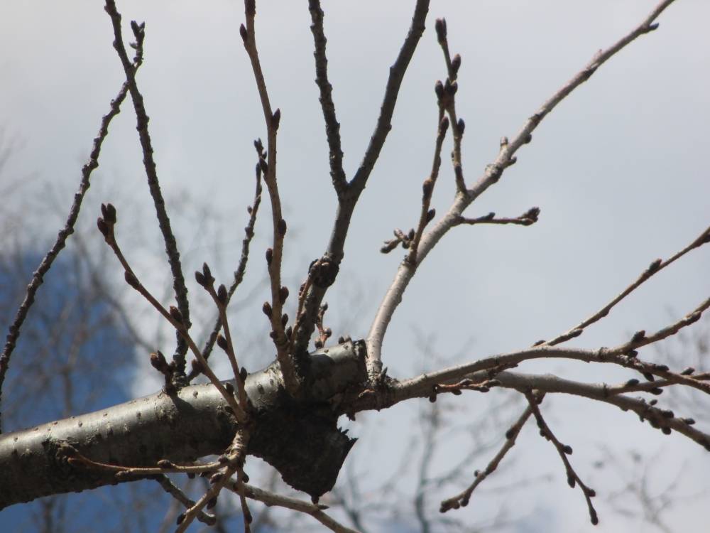 0317 234 ④ 桜／ツボミ-2.JPG