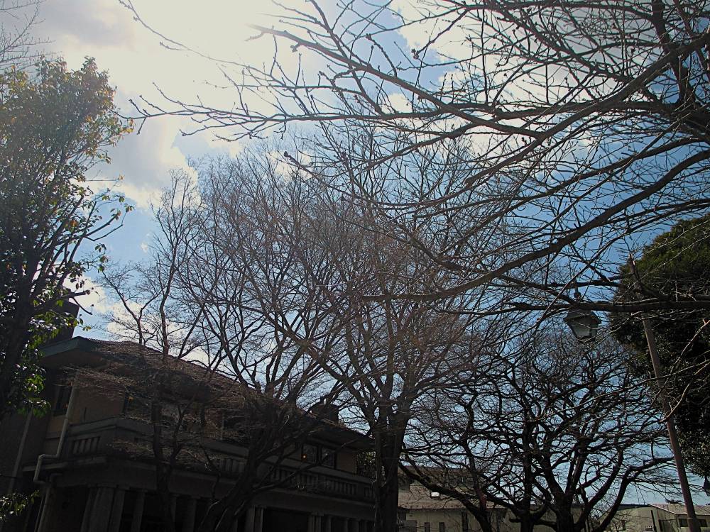 0317 234 ① 桜全景.JPG