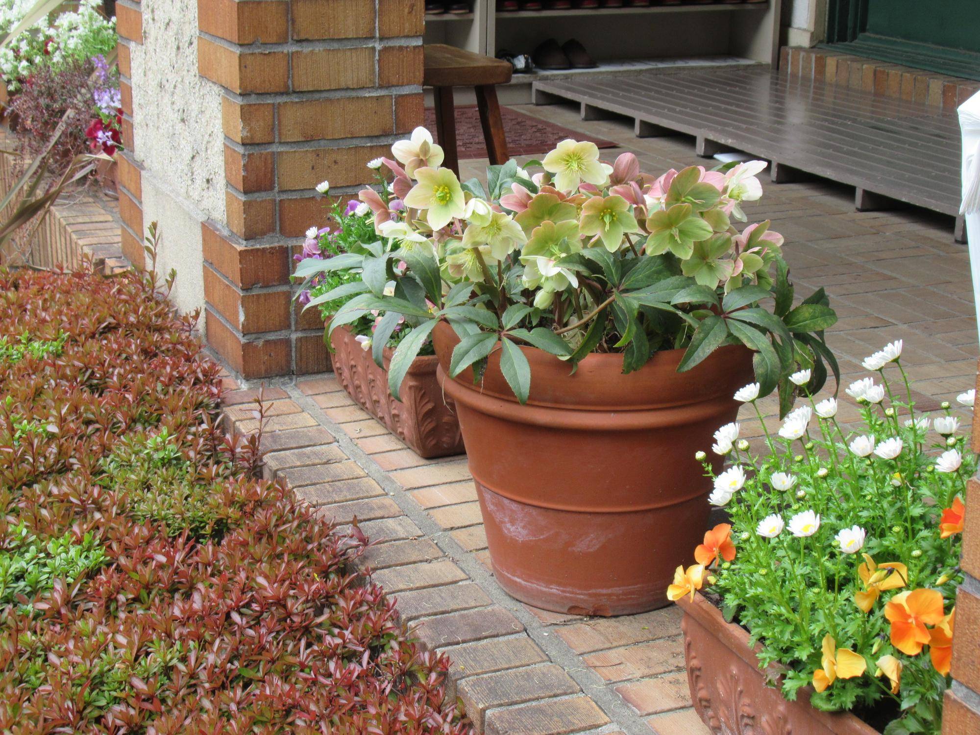 0311【ベーリック】 クリスマスローズ (玄関ポーチ).JPG