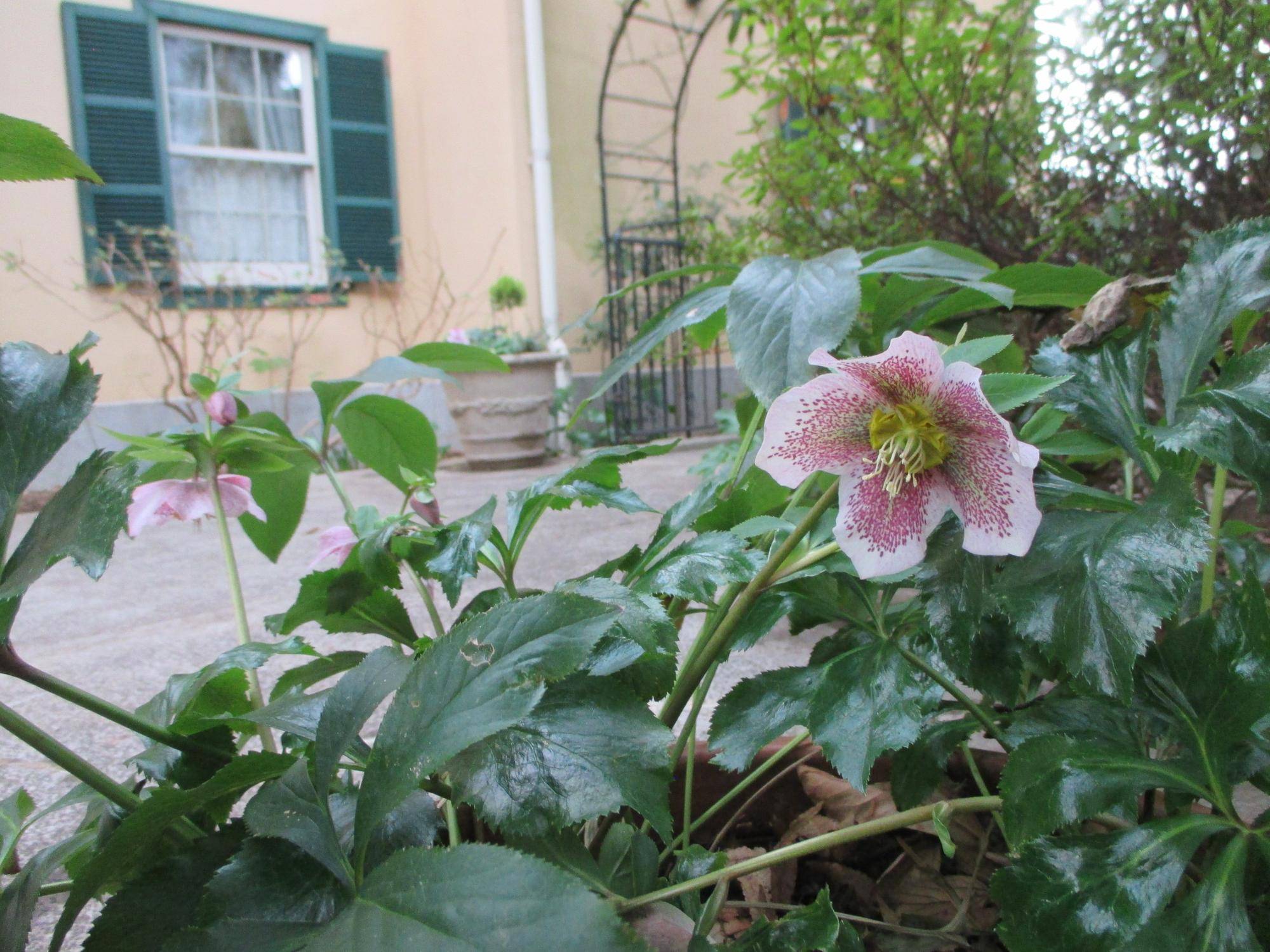 2025.3 クリスマスローズ①.JPG