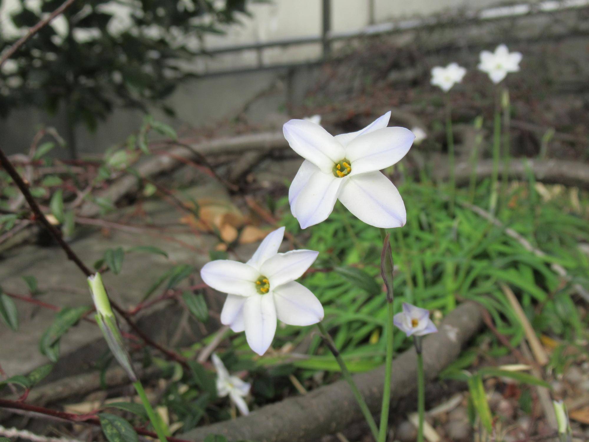 0324【ベーリック】 ハナニラ.JPG