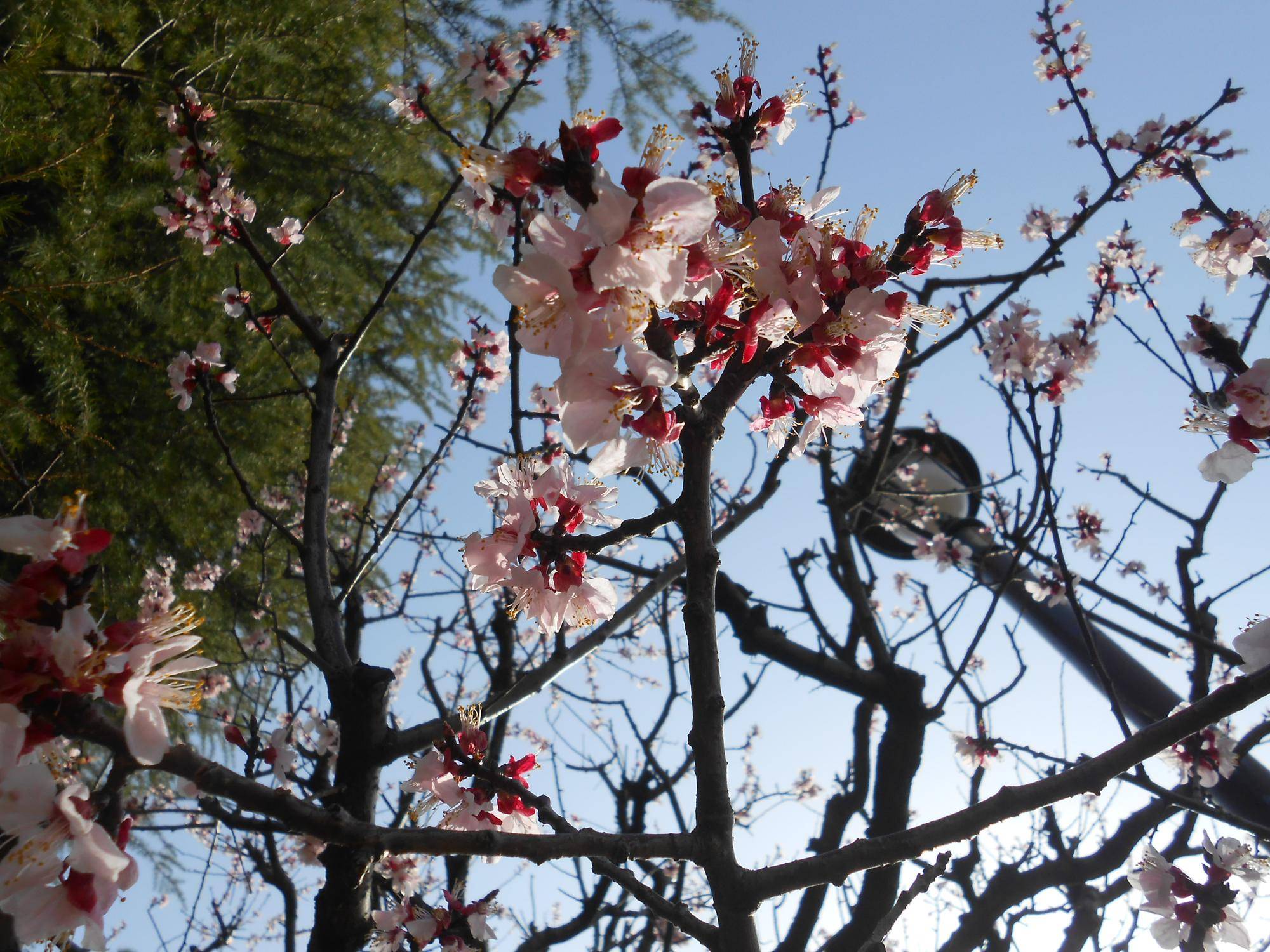 20250325 (2)山手111番館杏.JPG