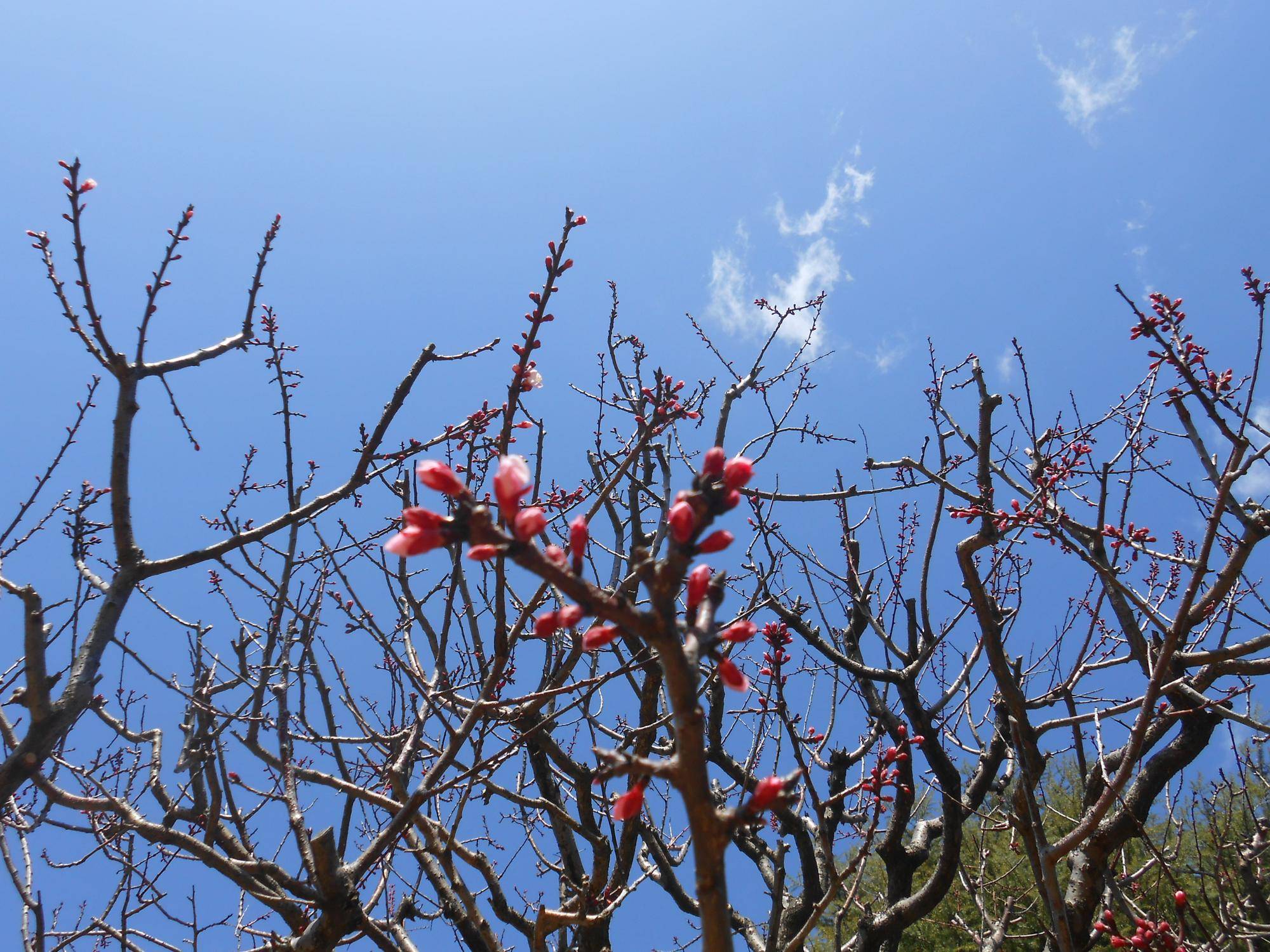 20250317山手111番館アンズの蕾 (1).JPG