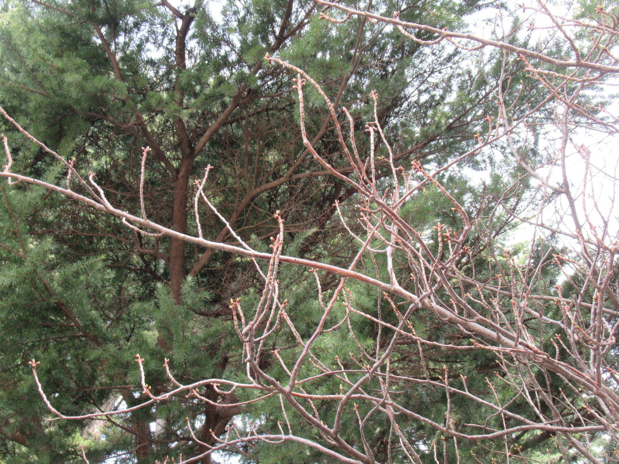 0330【ベーリック】 ヤエザクラ.JPG