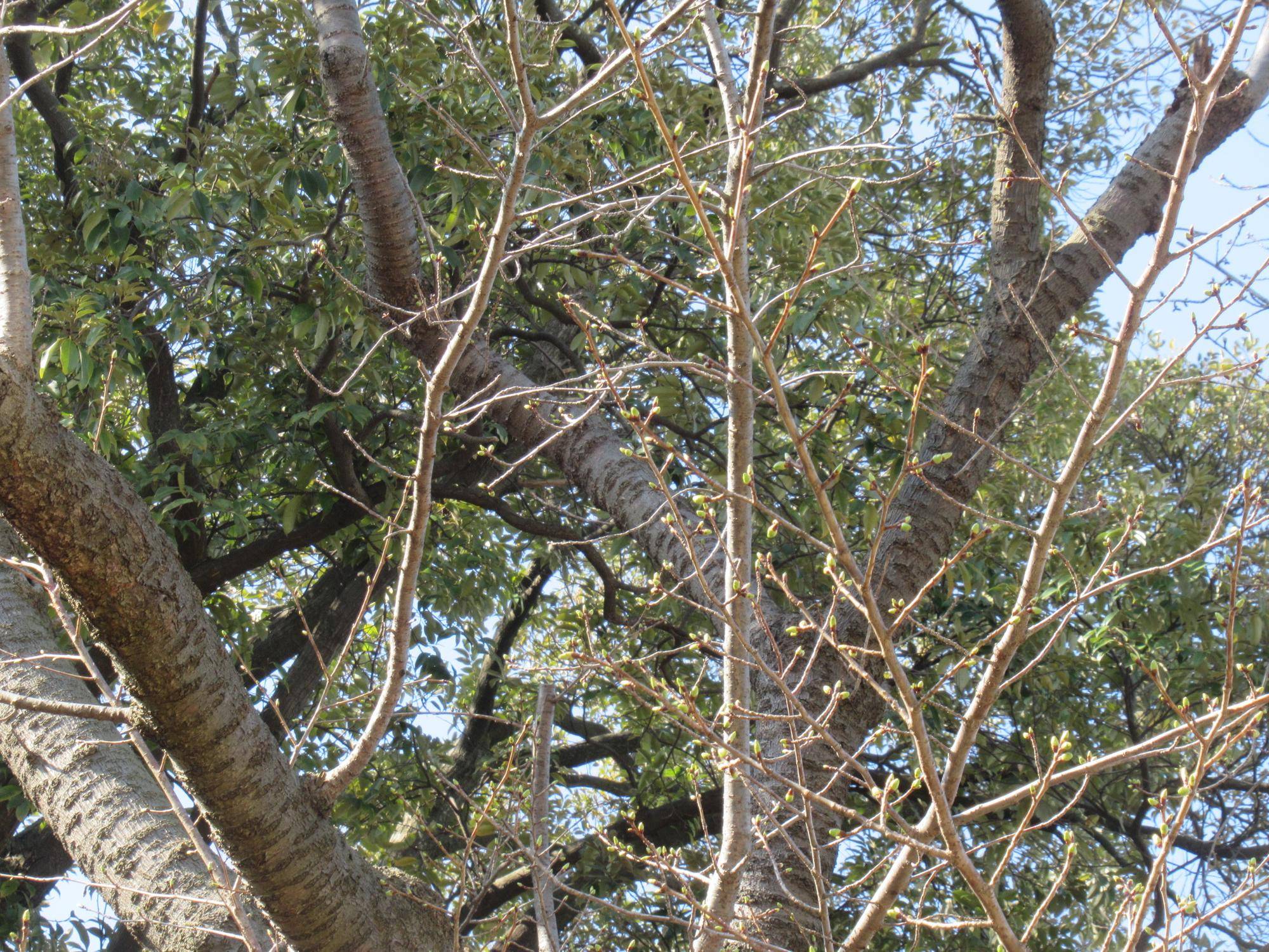 0321【ベーリック】オオシマザクラ (1).JPG