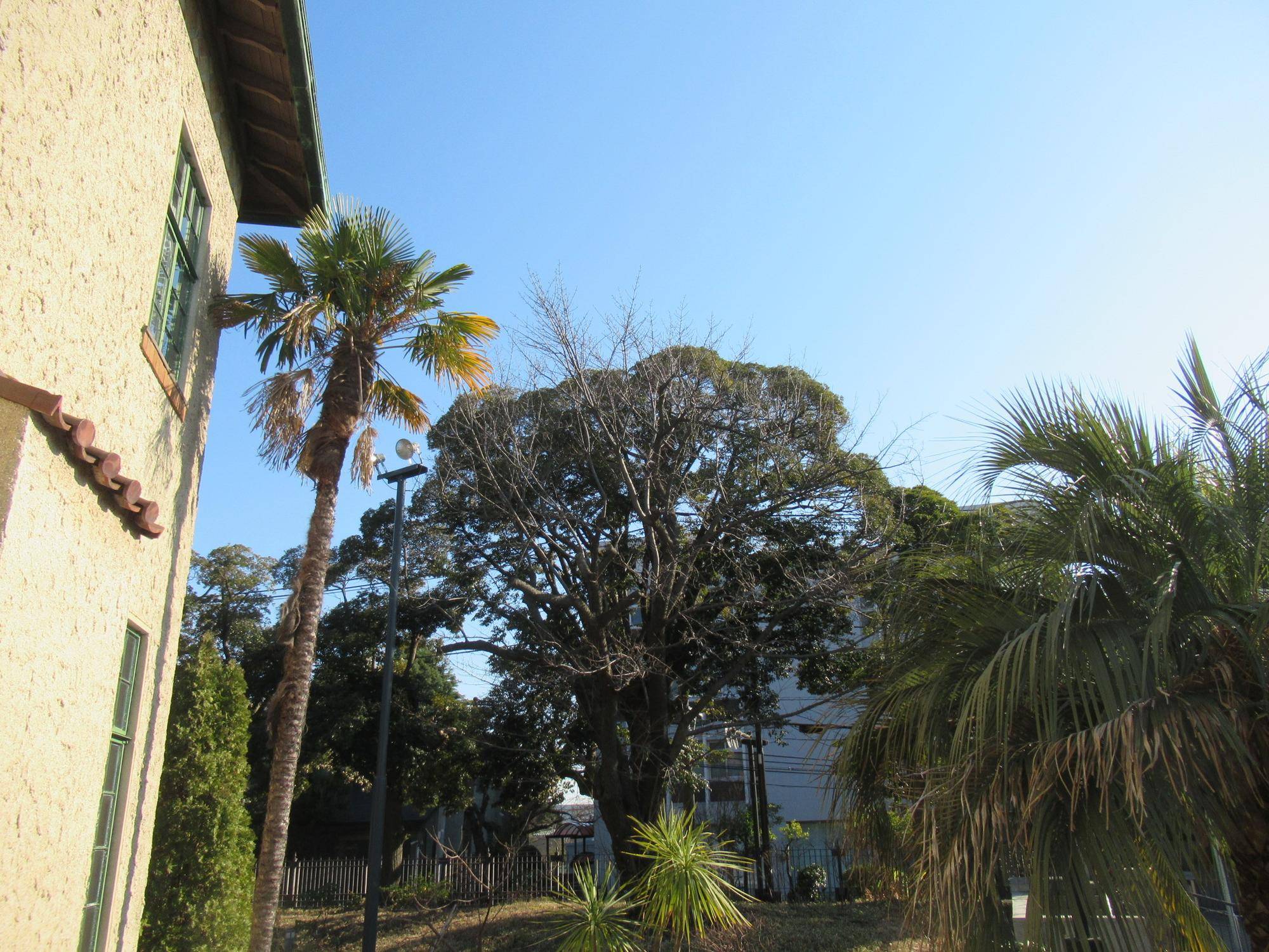 0310【ベーリック】オオシマザクラ (3).JPG