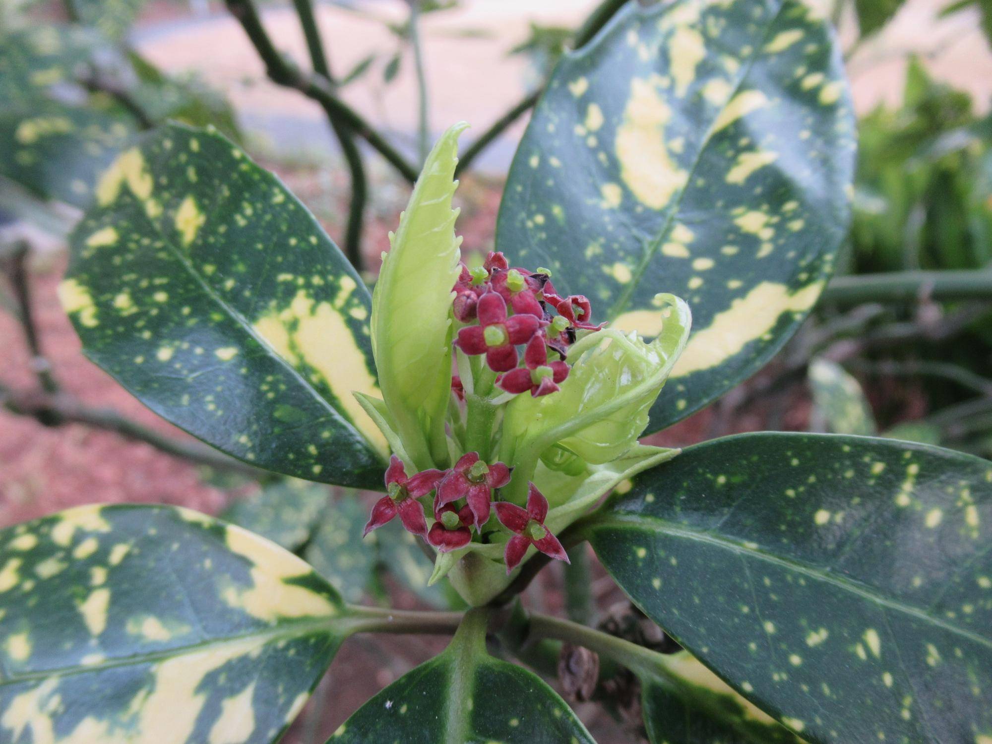 0324【ベーリック】 アオキ.JPG