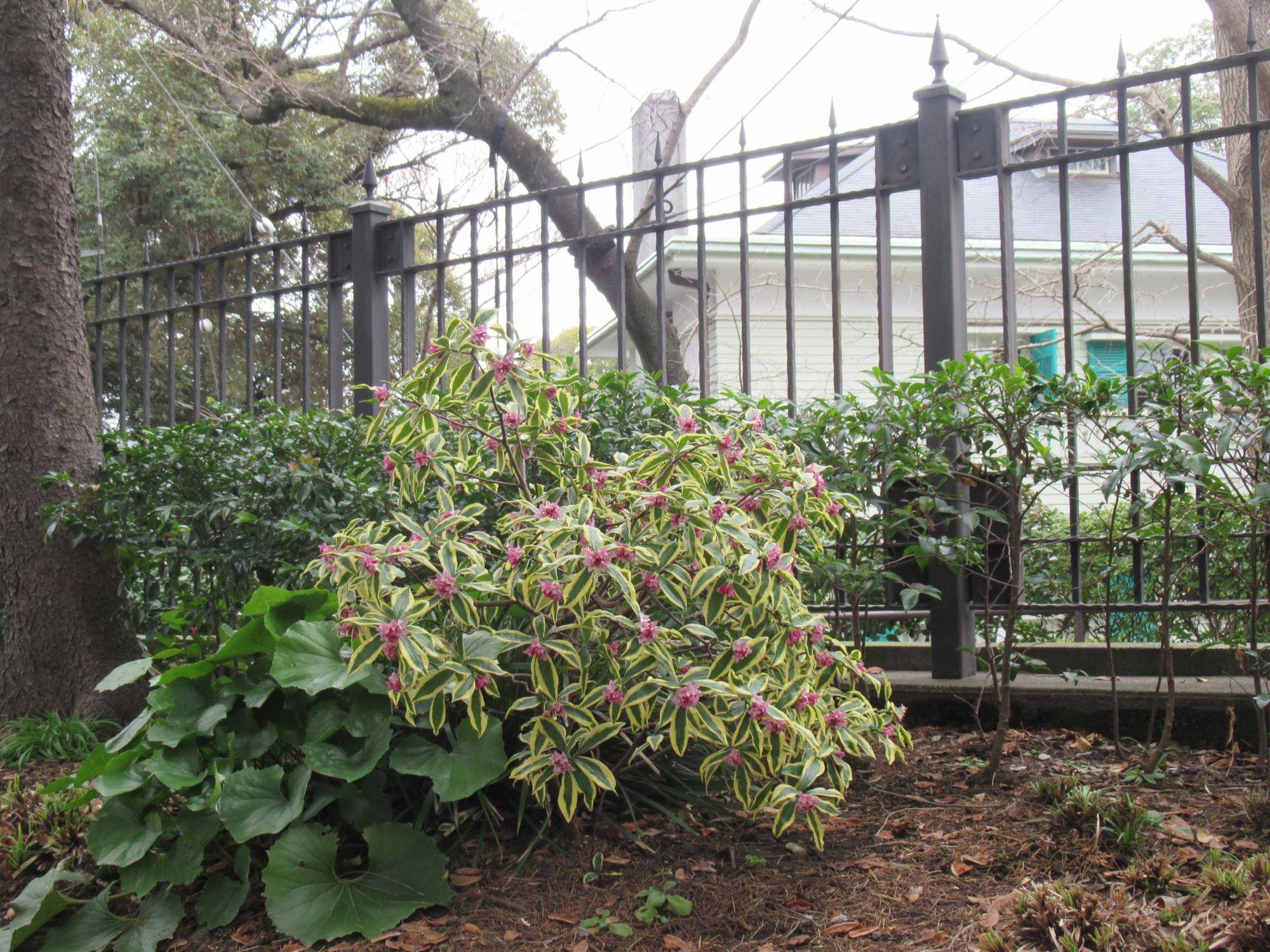 0311【ベーリック】 ジンチョウゲ (1).JPG