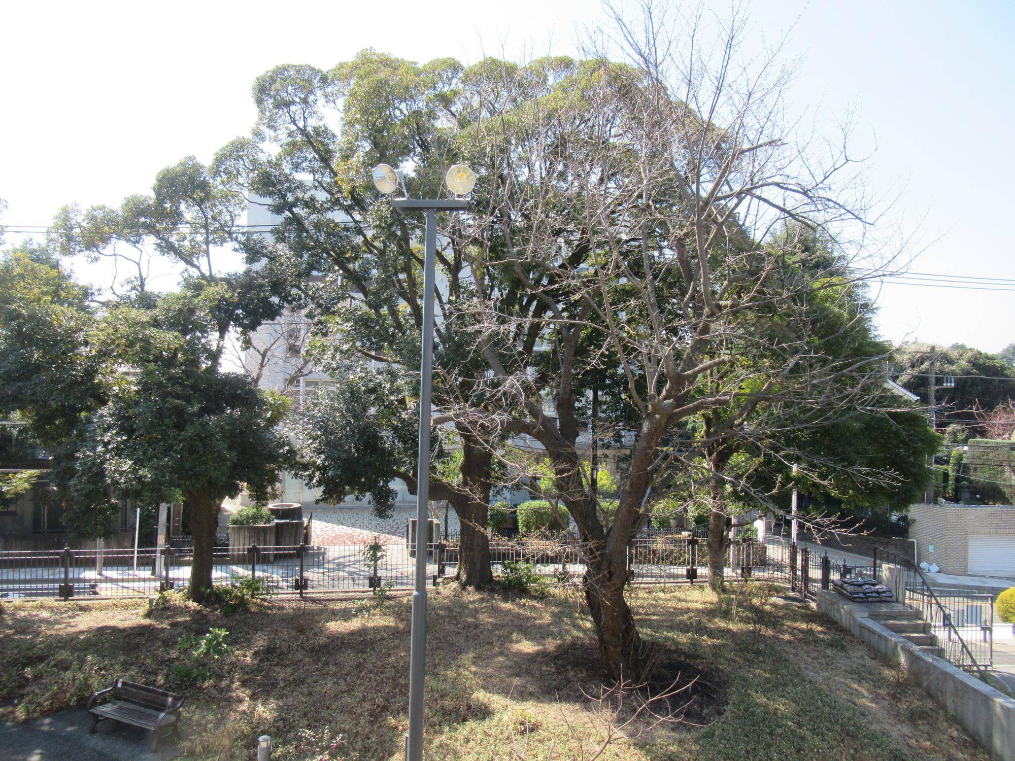 0321【ベーリック】オオシマザクラ (2).JPG