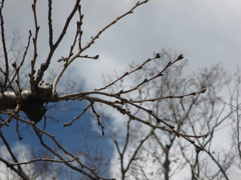 0317 234 ③ 桜／ツボミ.JPG