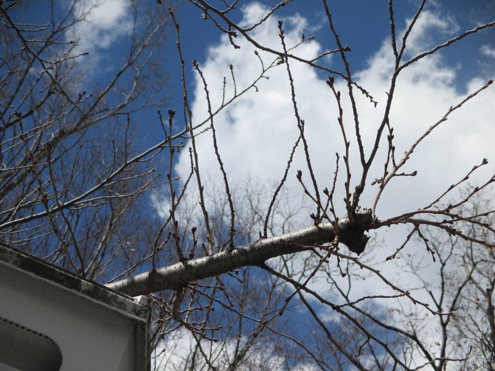 0317 234 ② 桜／枝.JPG