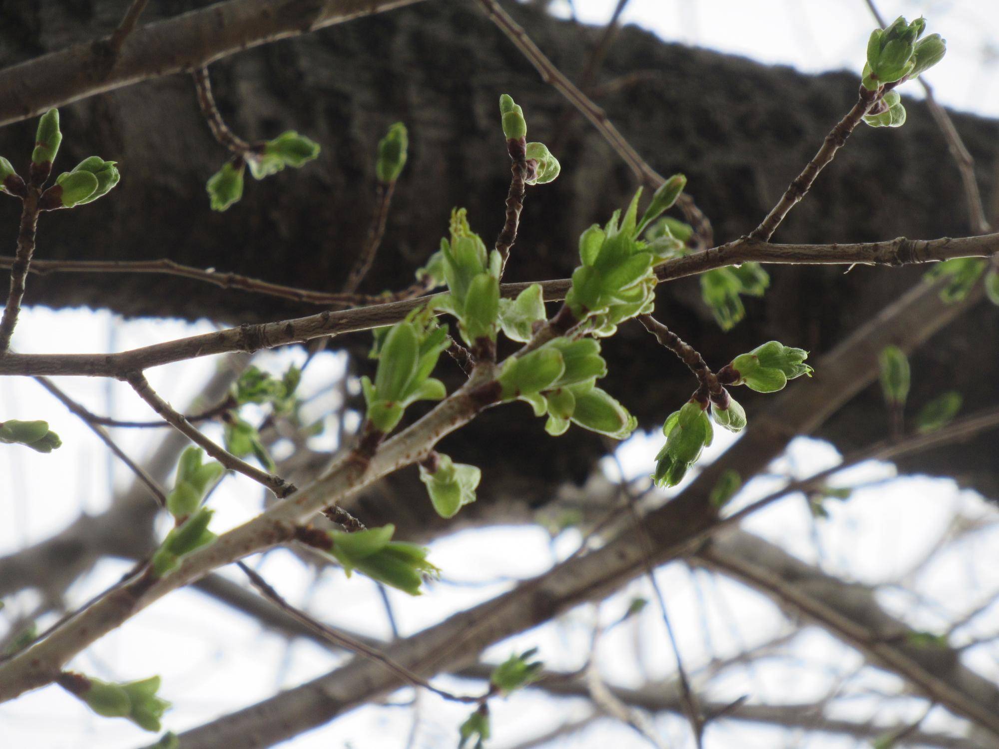 0324【ベーリック】オオシマザクラ (1).JPG