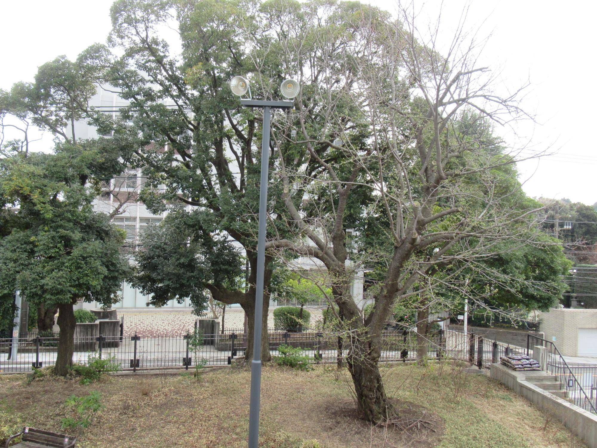 0324【ベーリック】オオシマザクラ (3).JPG