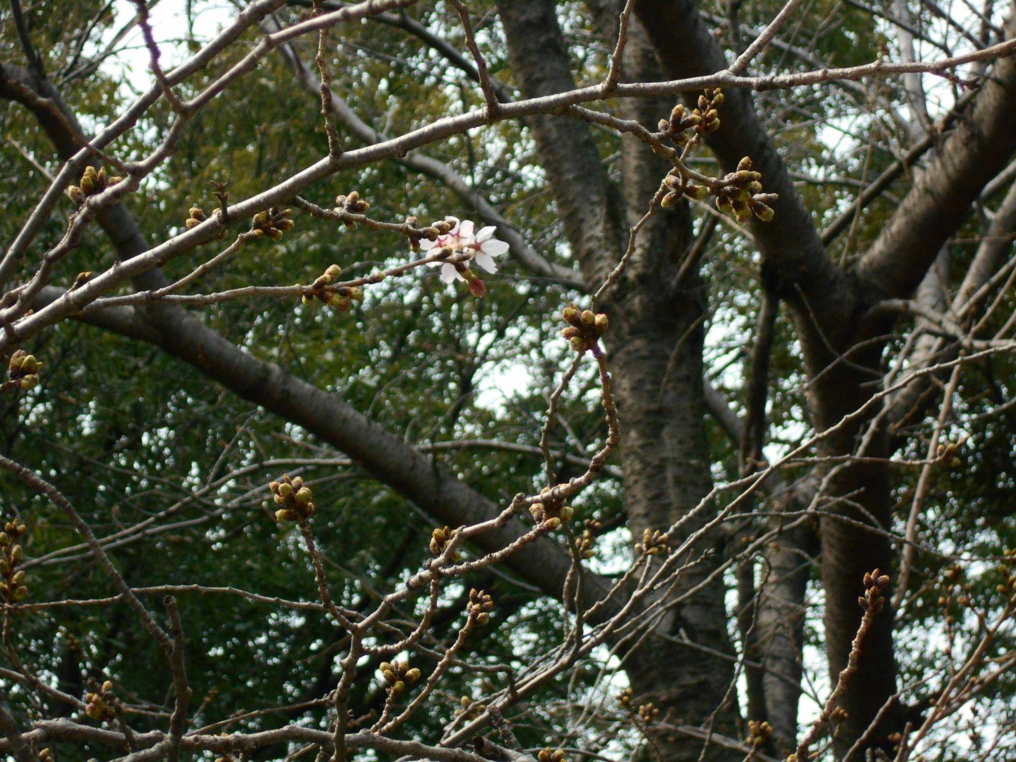 0324エリスマン邸桜アップ (1).JPG