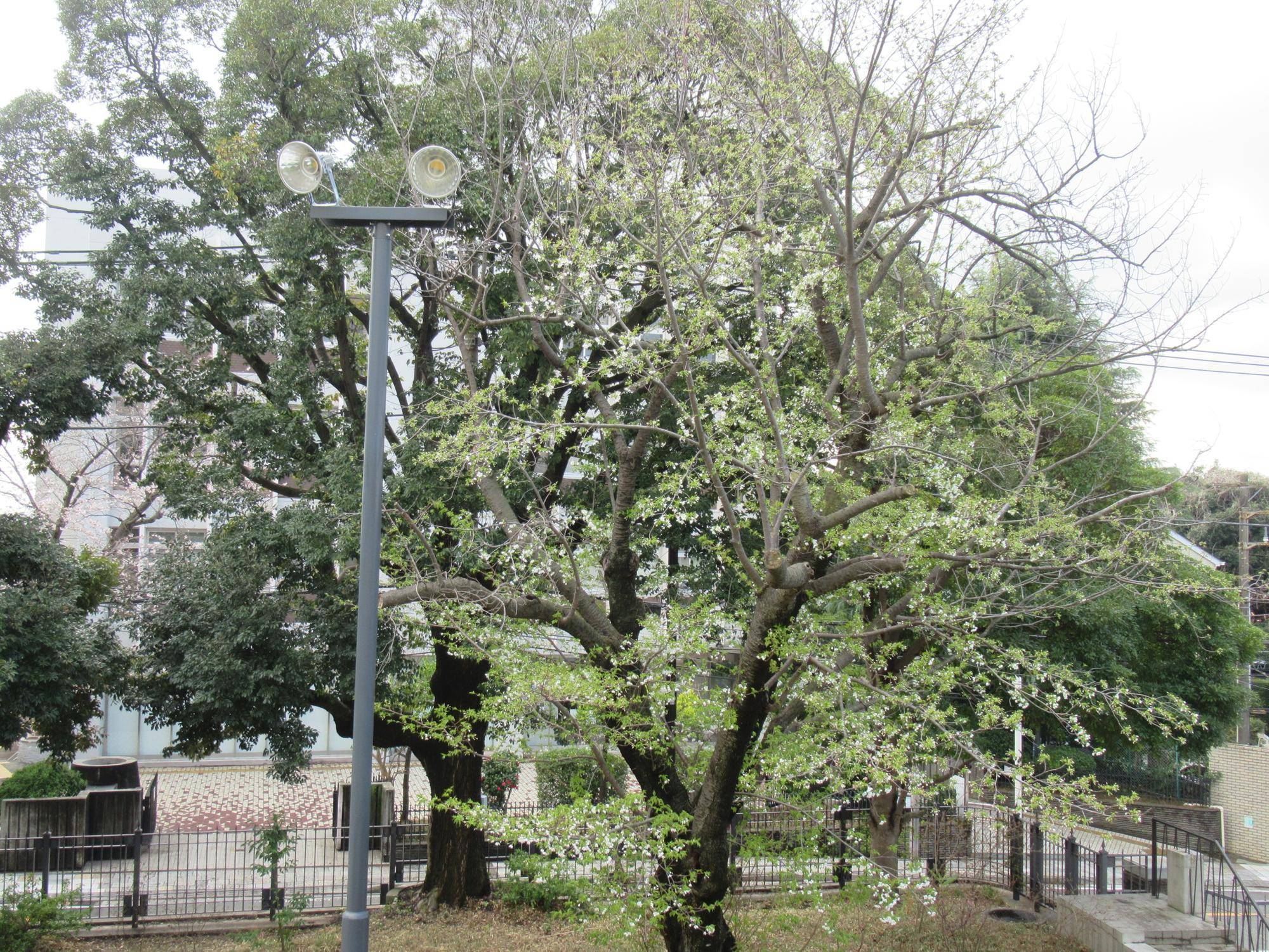 0328【ベーリック】オオシマザクラ (2).JPG