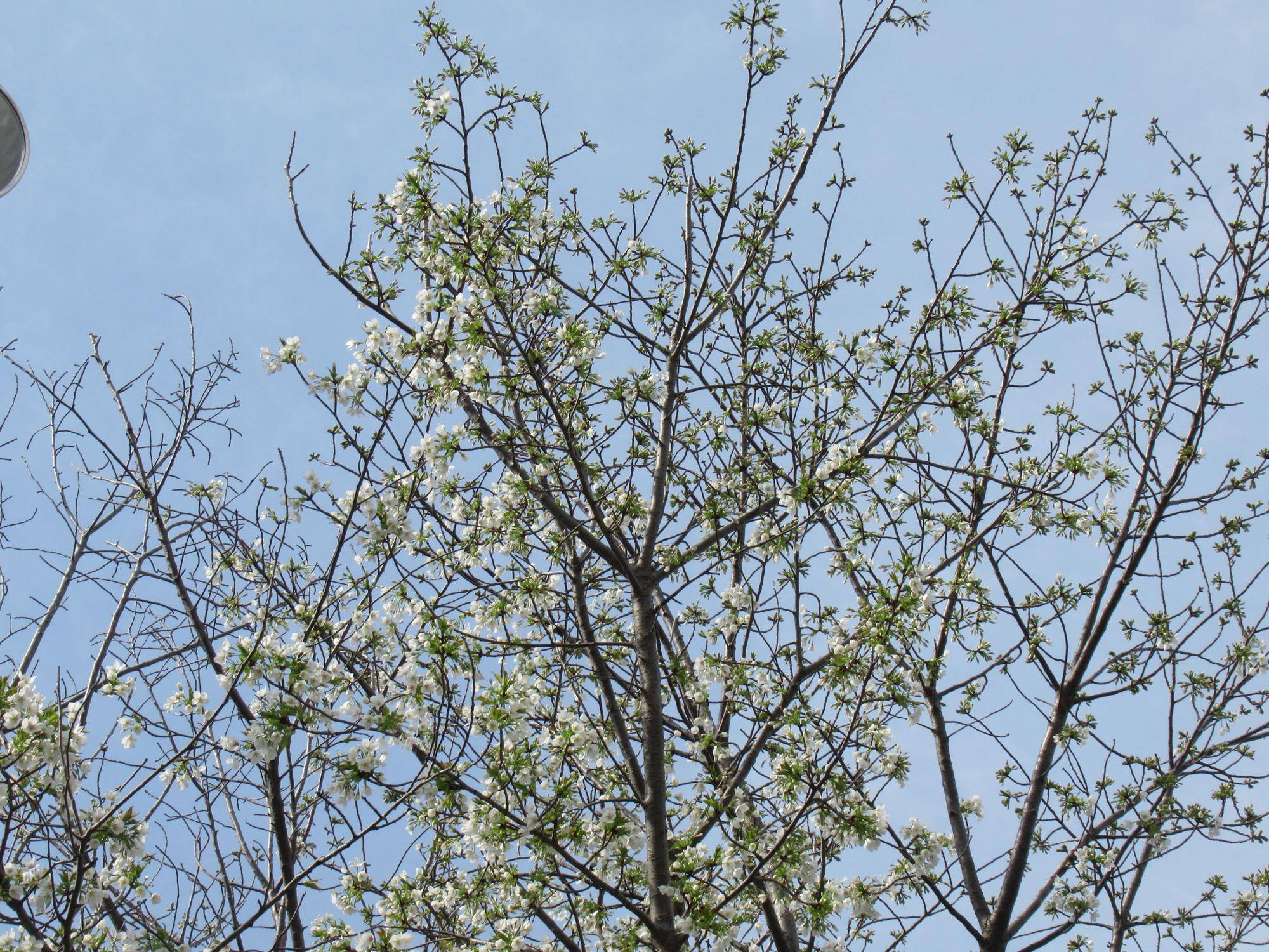 0330【ベーリック】 オオシマザクラ (3).JPG