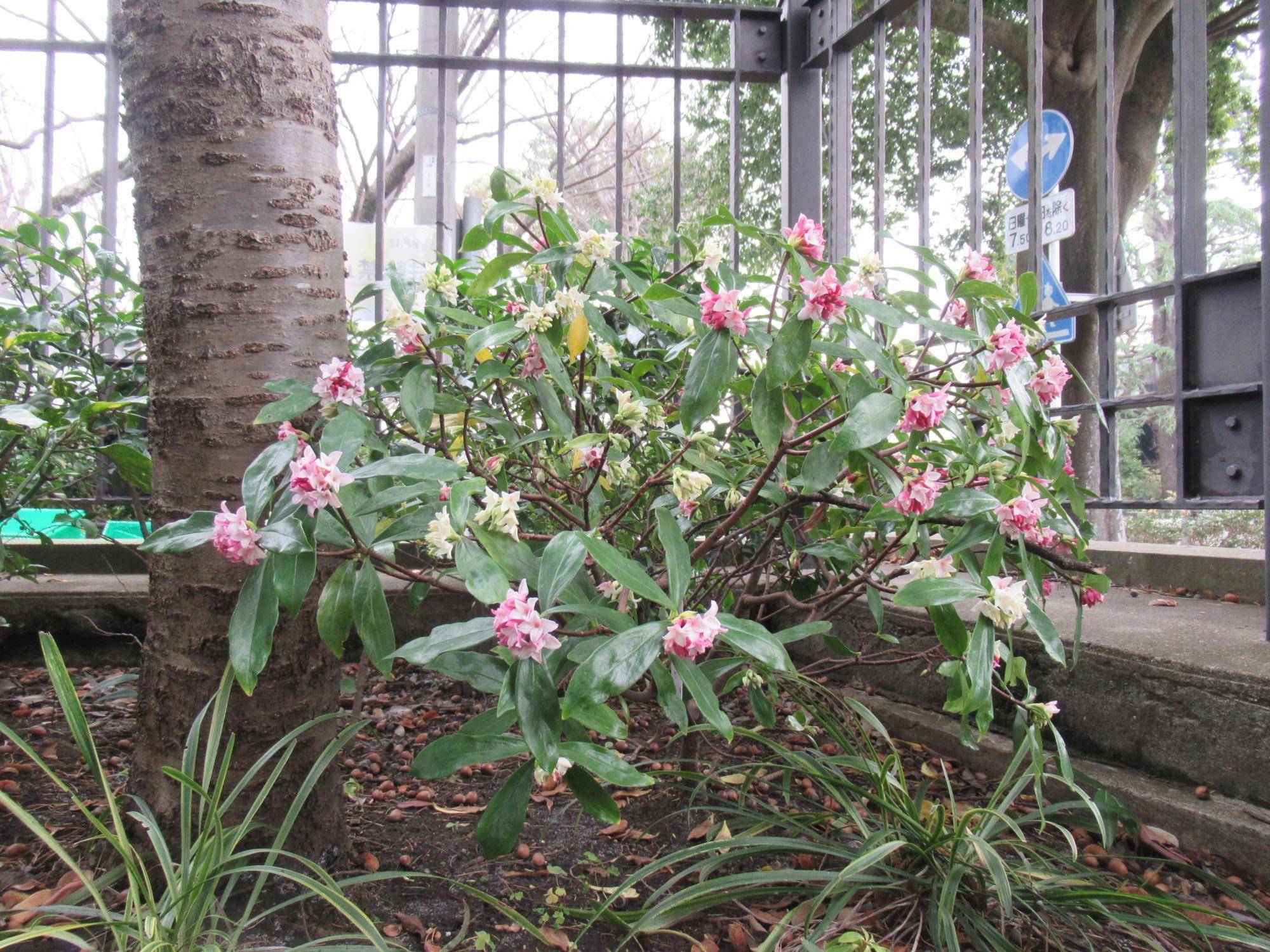 0311【ベーリック】 ジンチョウゲ (2).JPG