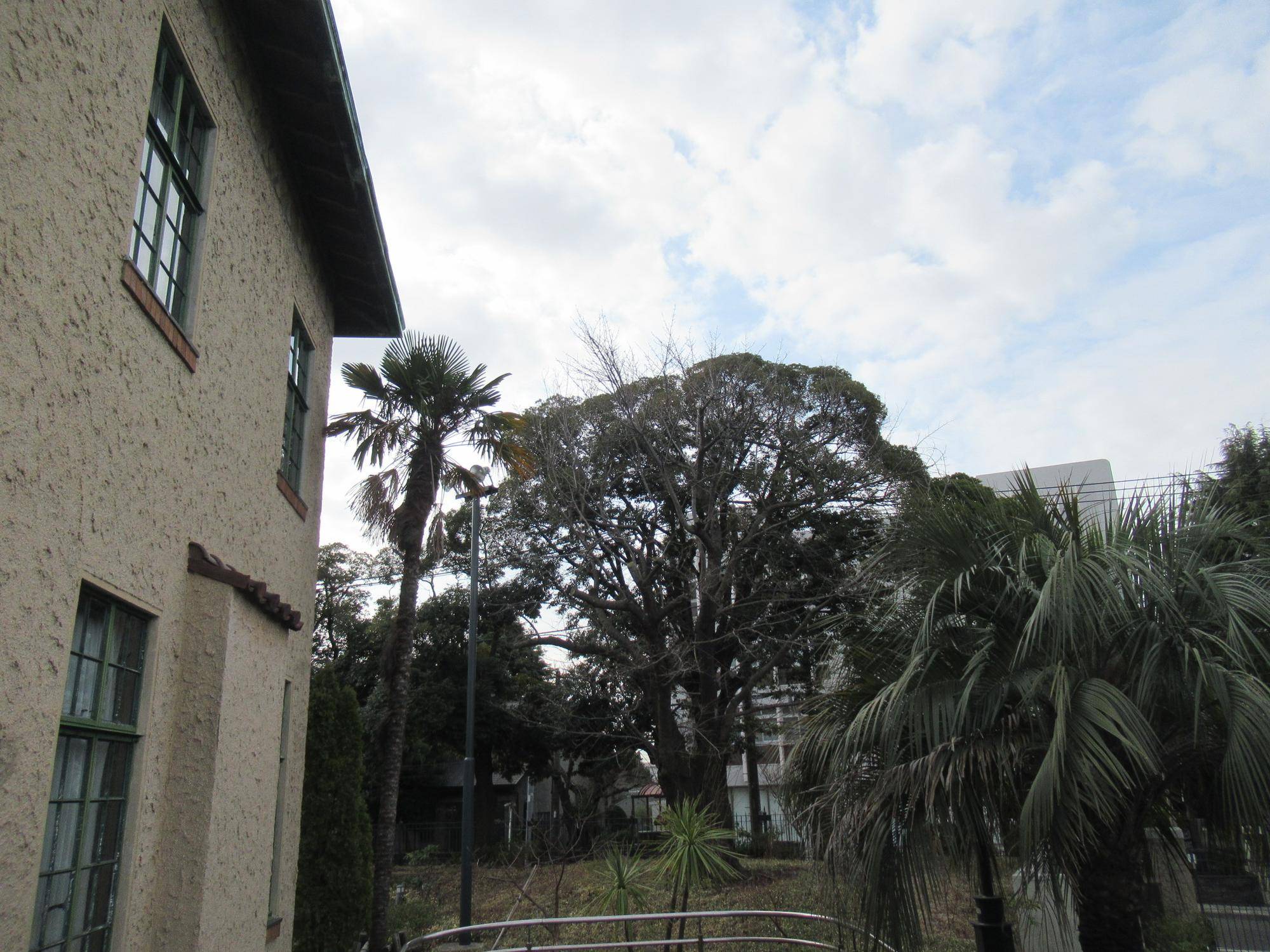 0315【ベーリック】オオシマザク (1).JPG