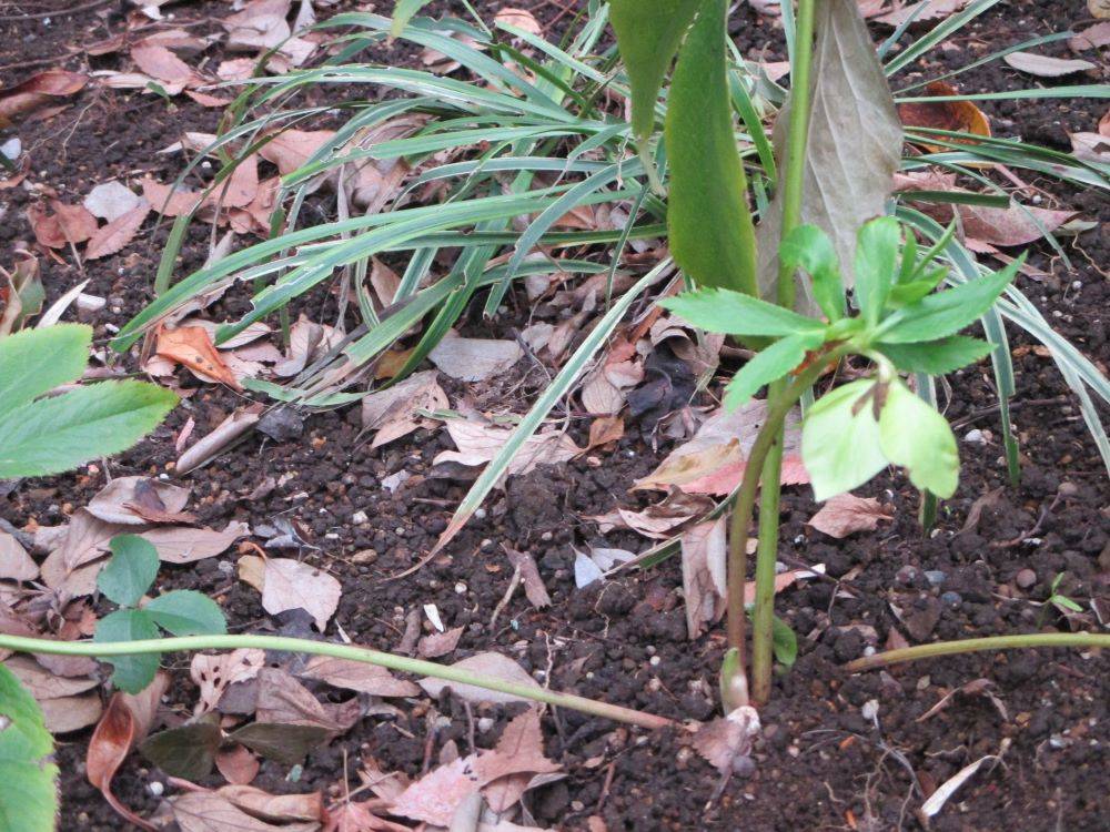 2025 .3 クリスマスローズ③.JPG