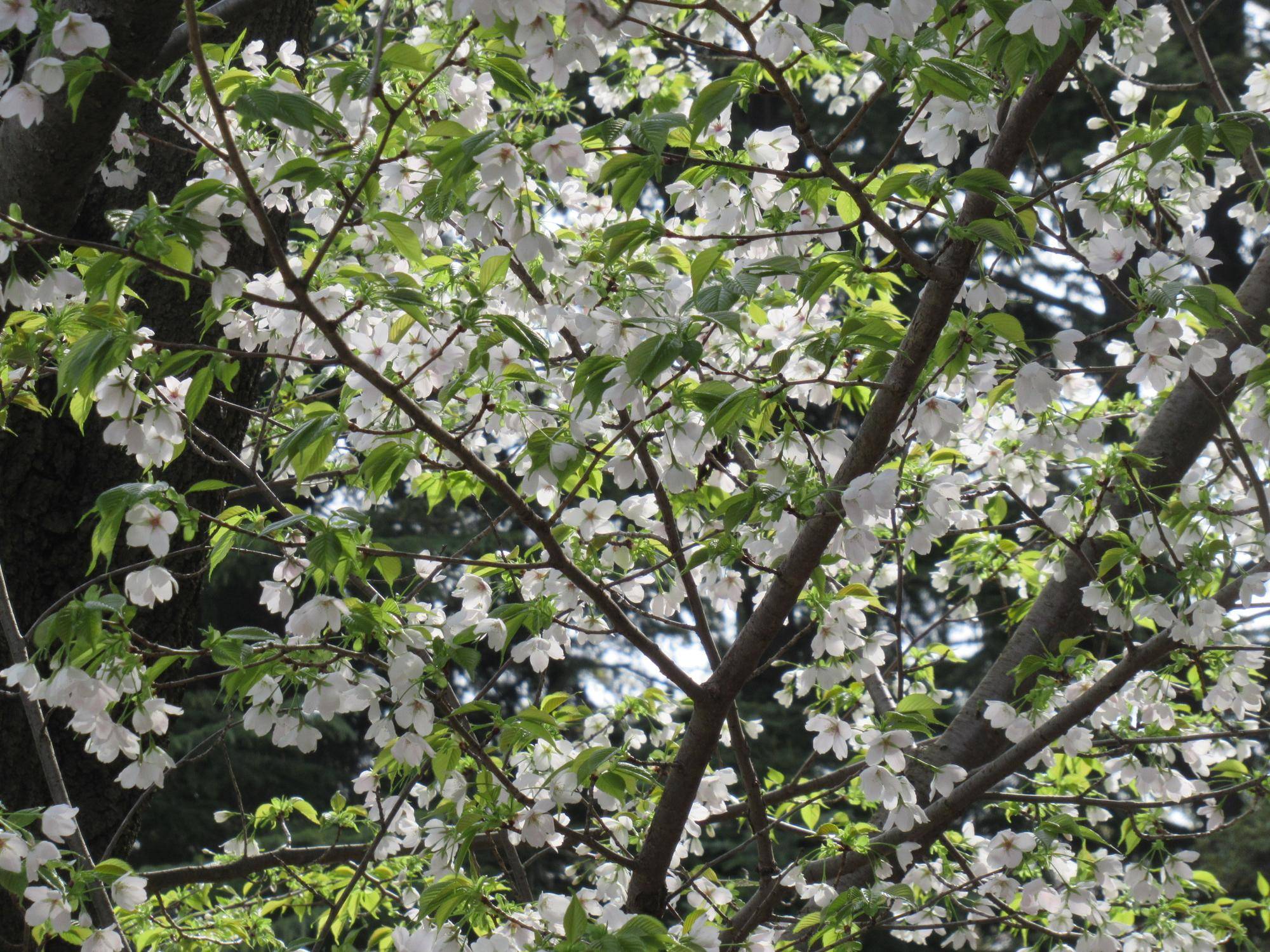 0330【ベーリック】 オオシマザクラ (2).JPG