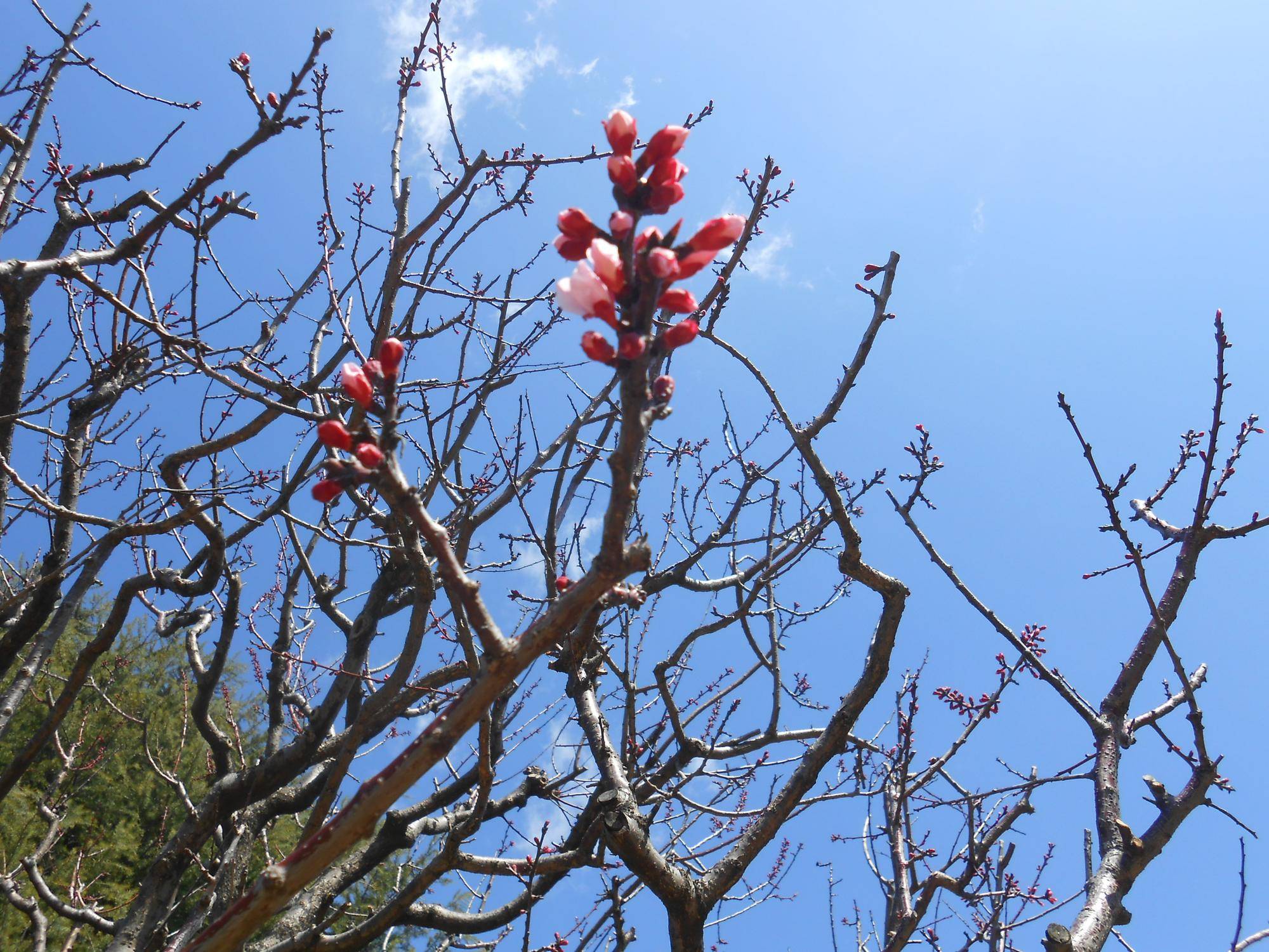 20250317山手111番館アンズの蕾 (2).JPG