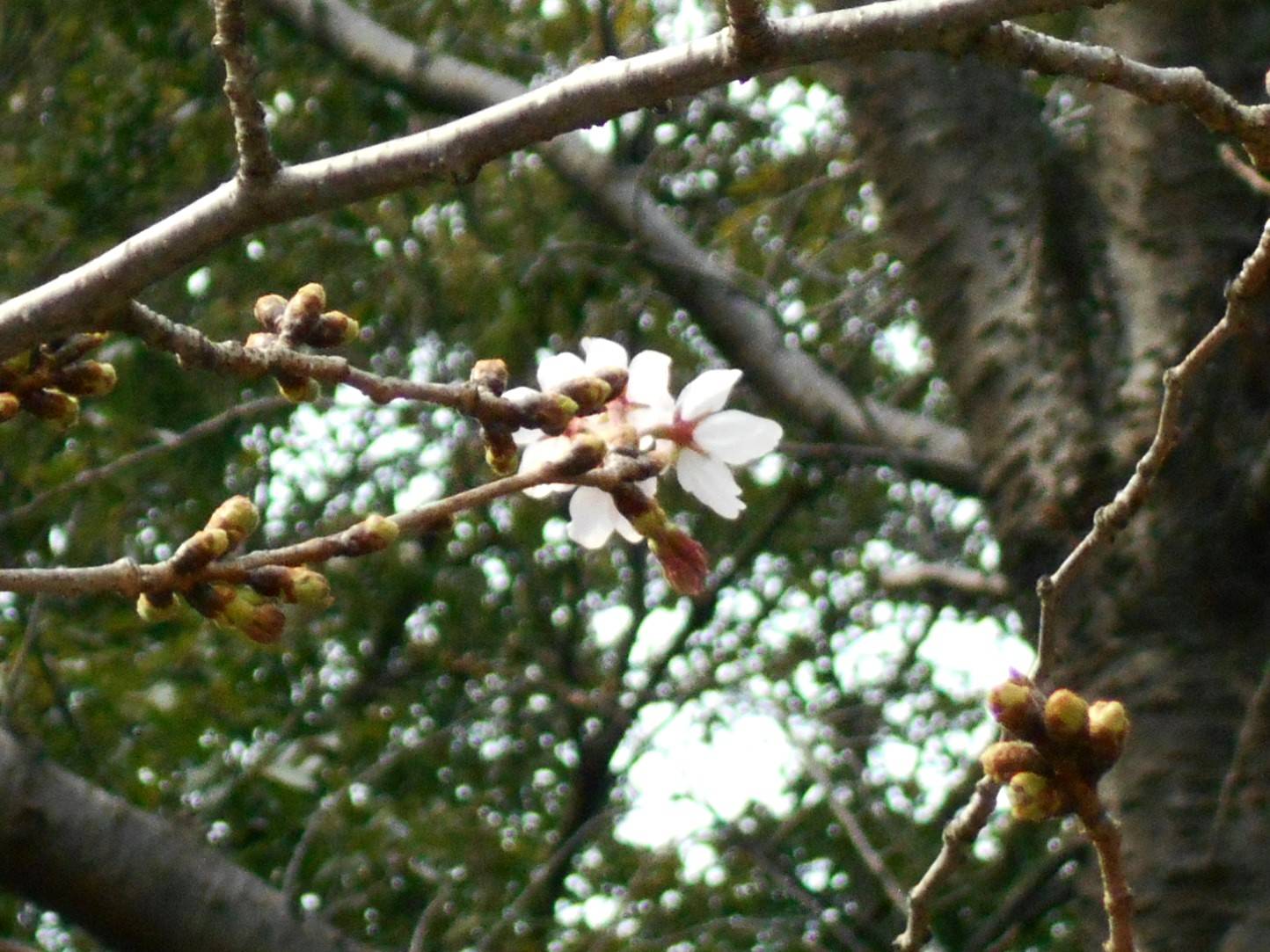 0324エリスマン邸桜アップ (2).JPG