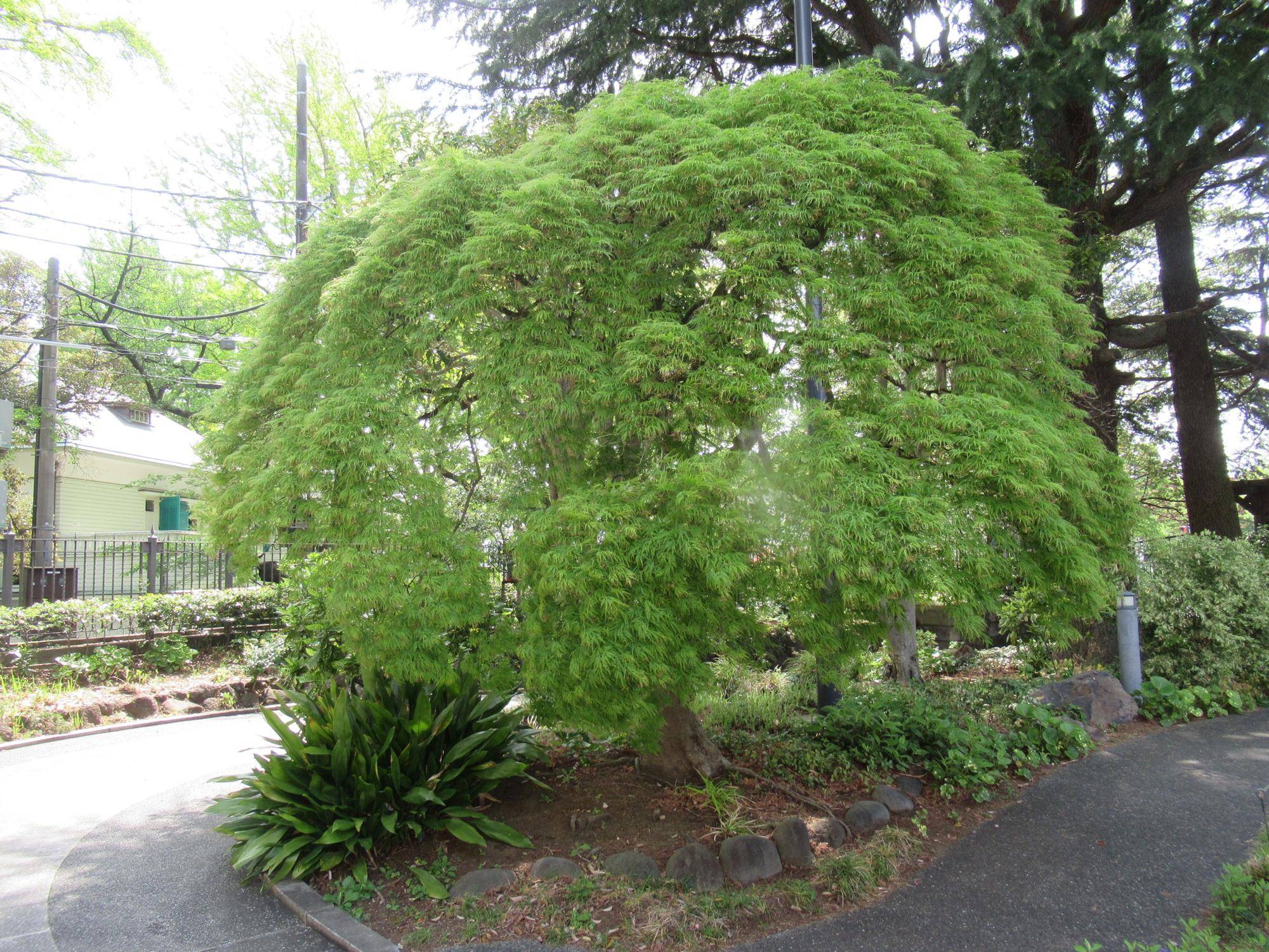 0422 【ベーリック】アオモミジ新緑.JPG