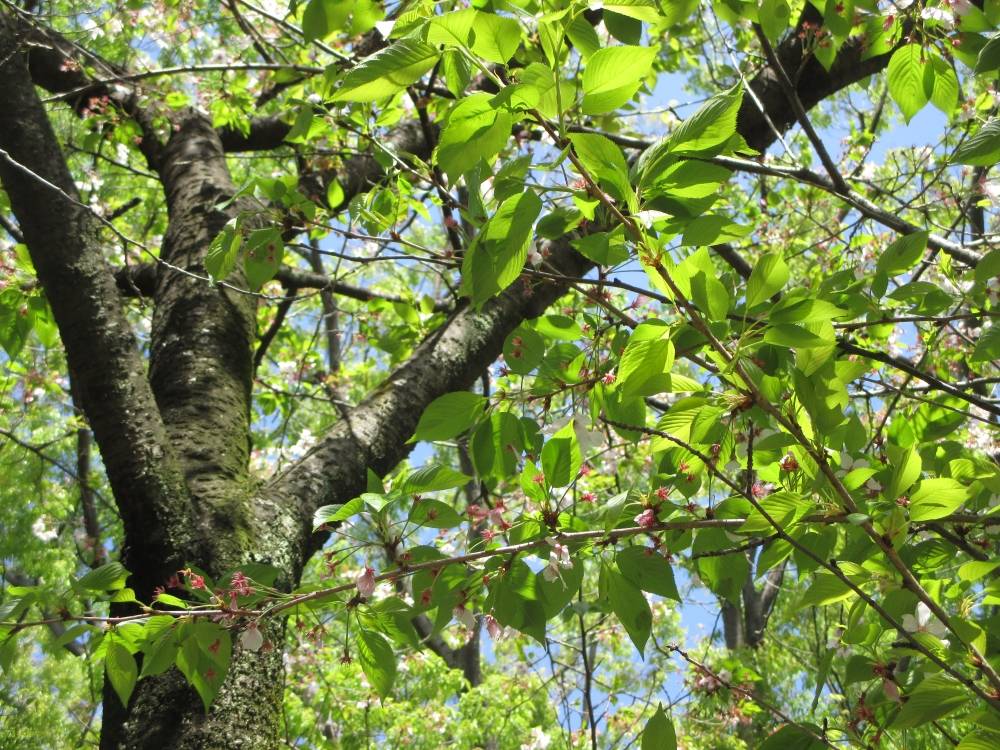 0414 234 ③ 葉桜⑵.JPG