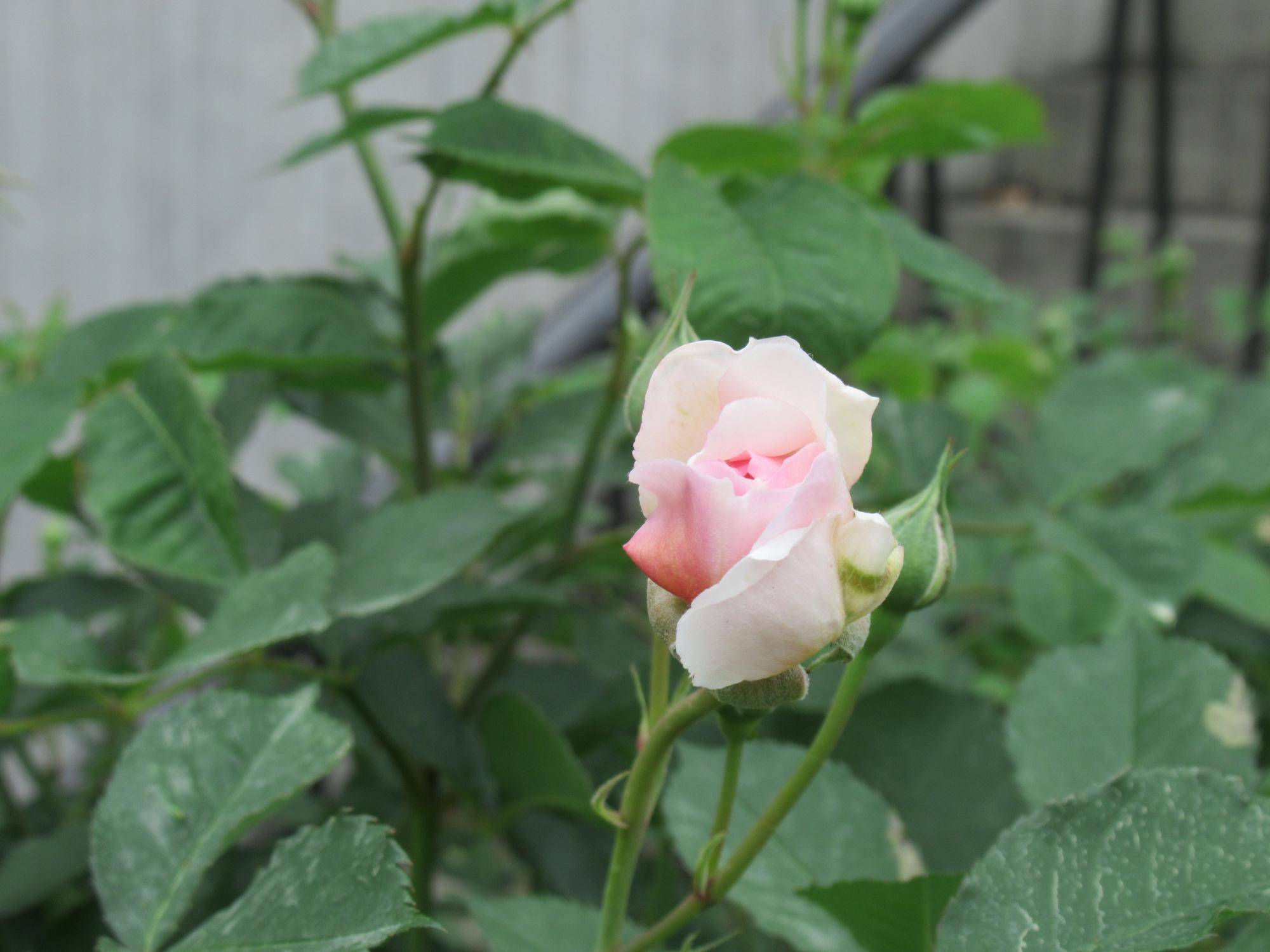 0429【ベーリック】 フェリシア.JPG