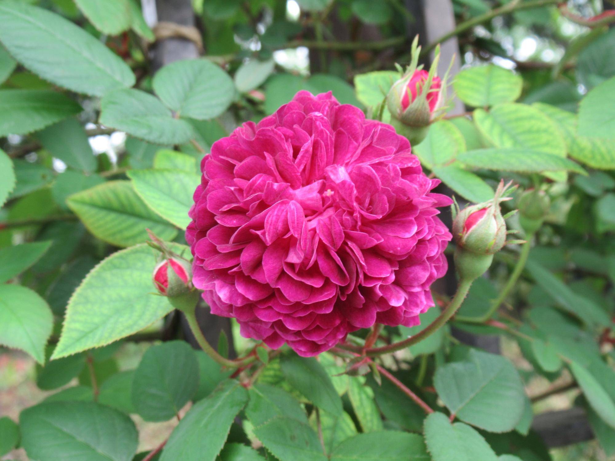 0429【ベーリック】 紫玉.JPG