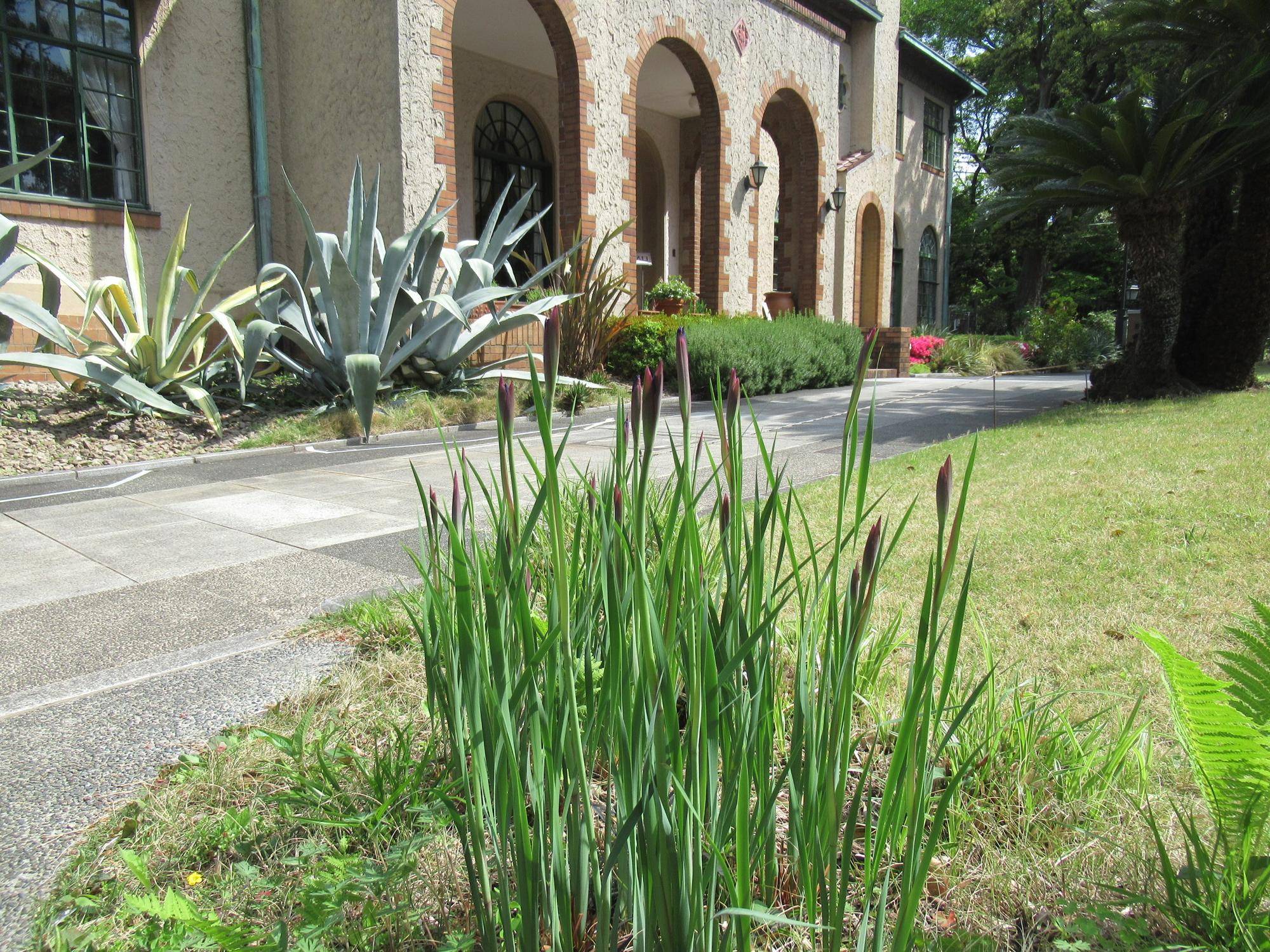 0422 【ベーリック】アヤメ.JPG