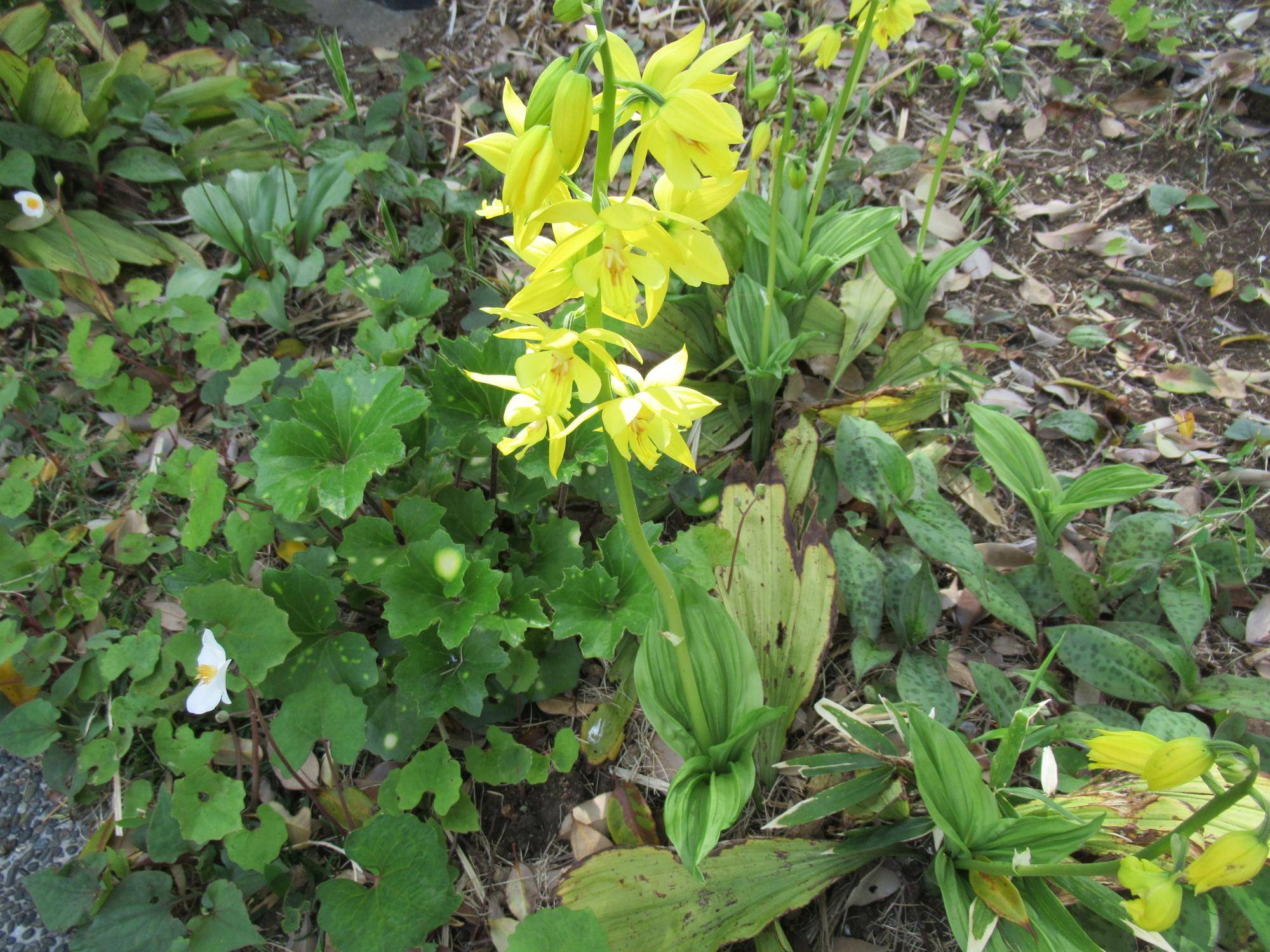 0422 【ベーリック】キエビネ.JPG