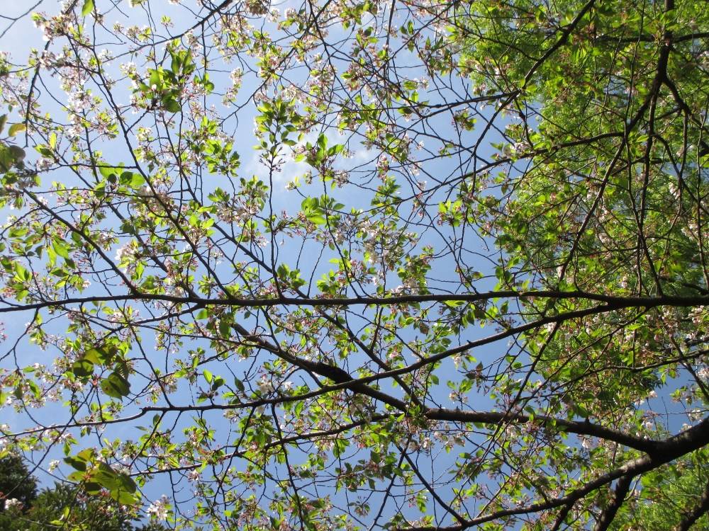 0414 234 ⑤ 葉桜⑷.JPG