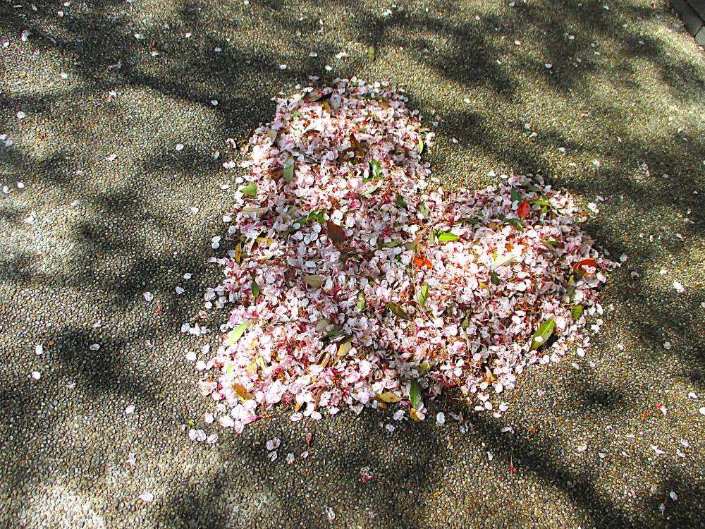 0414 234 ⑥ 桜のハート⑴.JPG