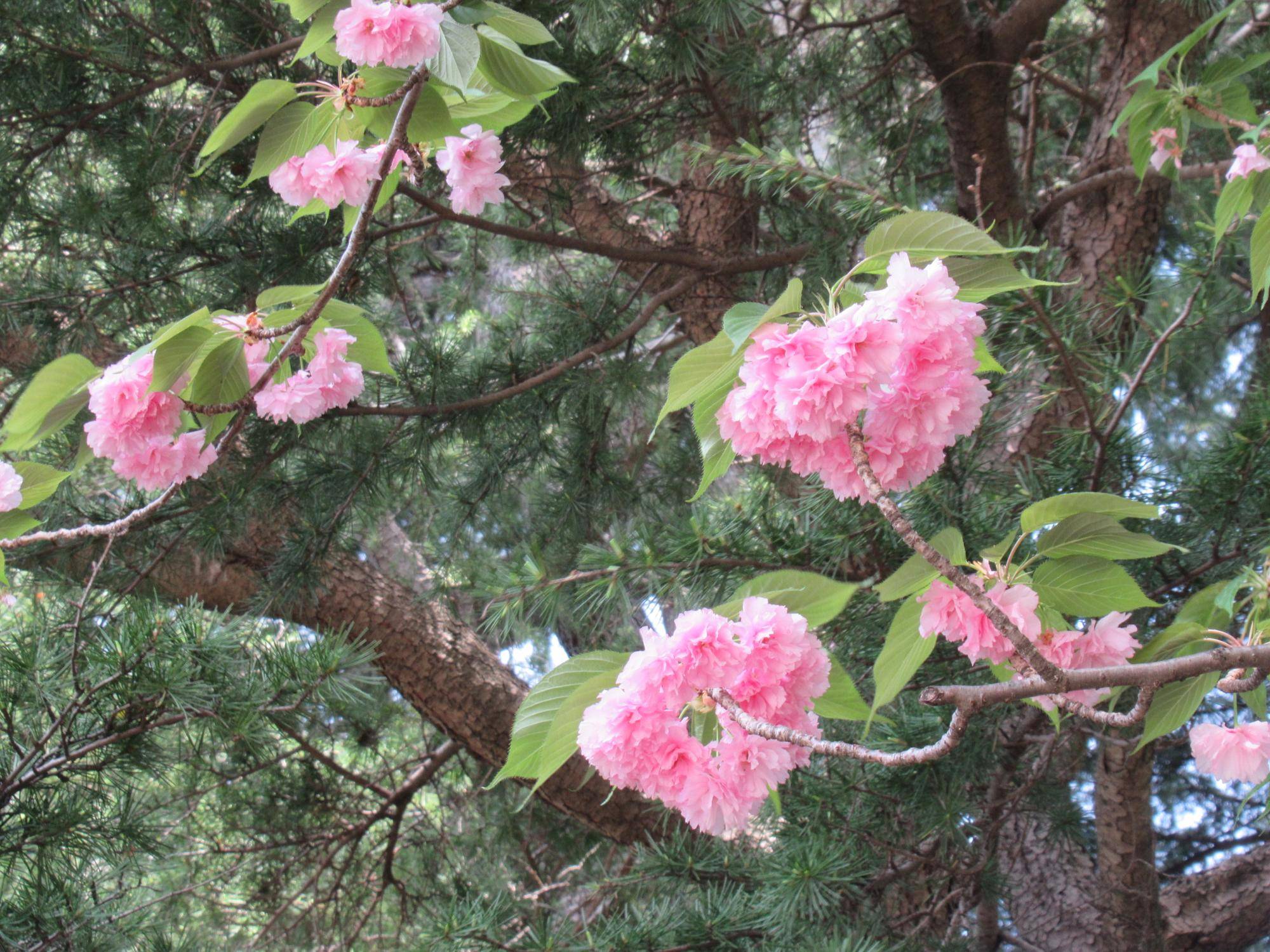 0422【ベーリック】ヤエザクラ (3).JPG