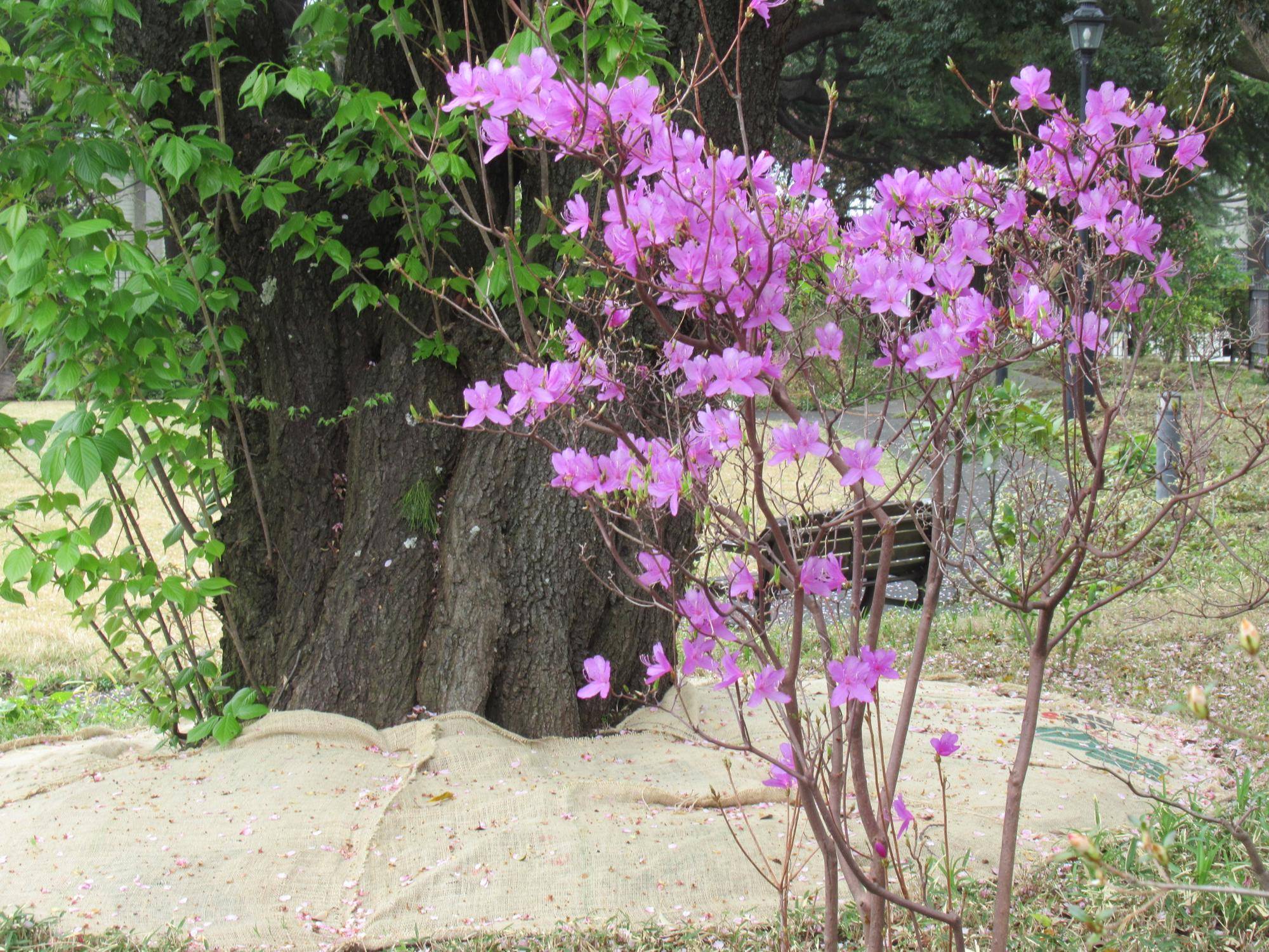 0411【ベーリック】 ヤマツツジ.JPG