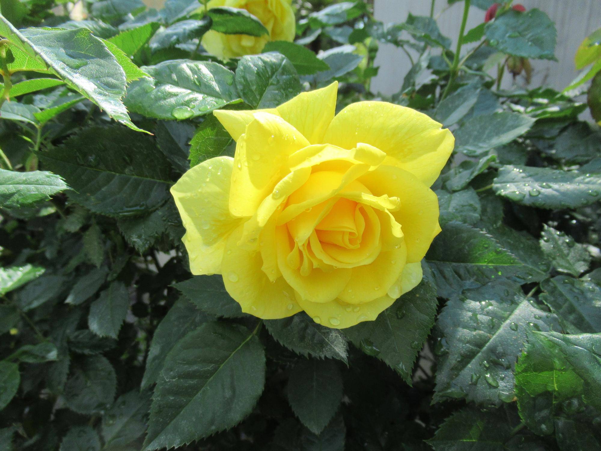 0429【ベーリック】 サンフレーア.JPG