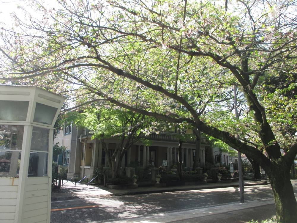 0414 234 ① 桜.JPG